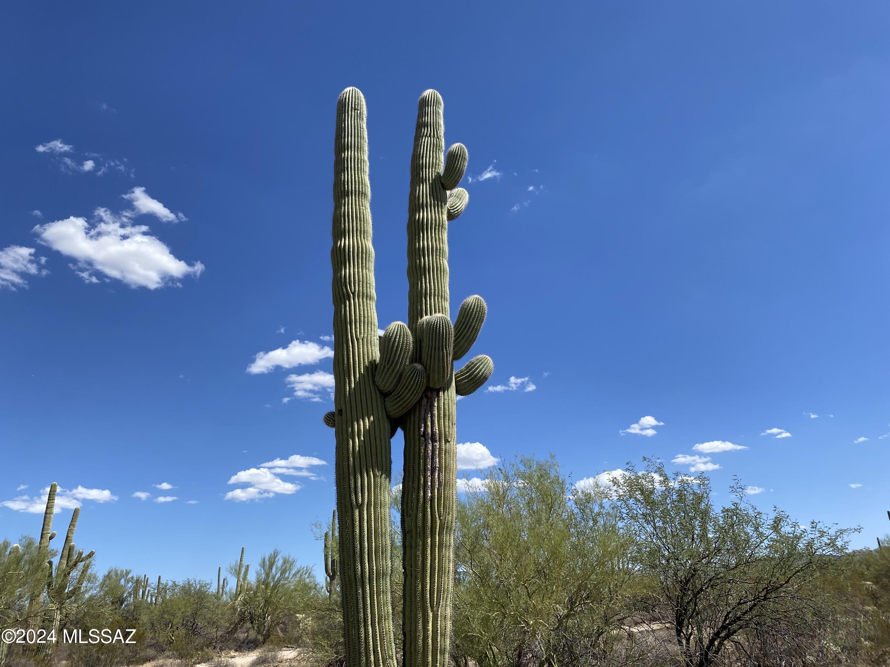 40-acres South Davis Ranch Road Marana, AZ 85658 - Photo 10 of 42 IMG_6717