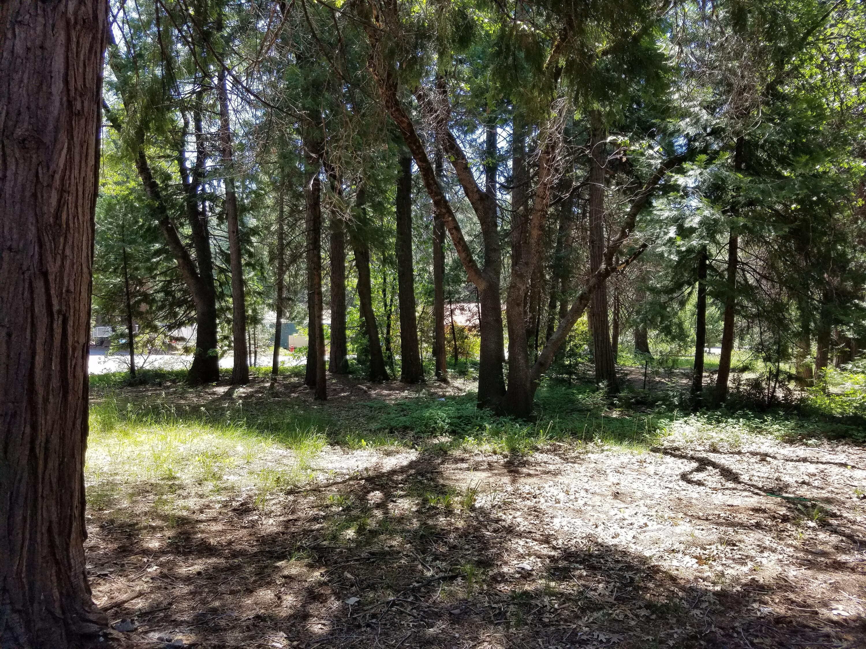 8118 Starlite Pines Road Shingletown, CA 96088 - Photo 10 of 32 FRONT YARD