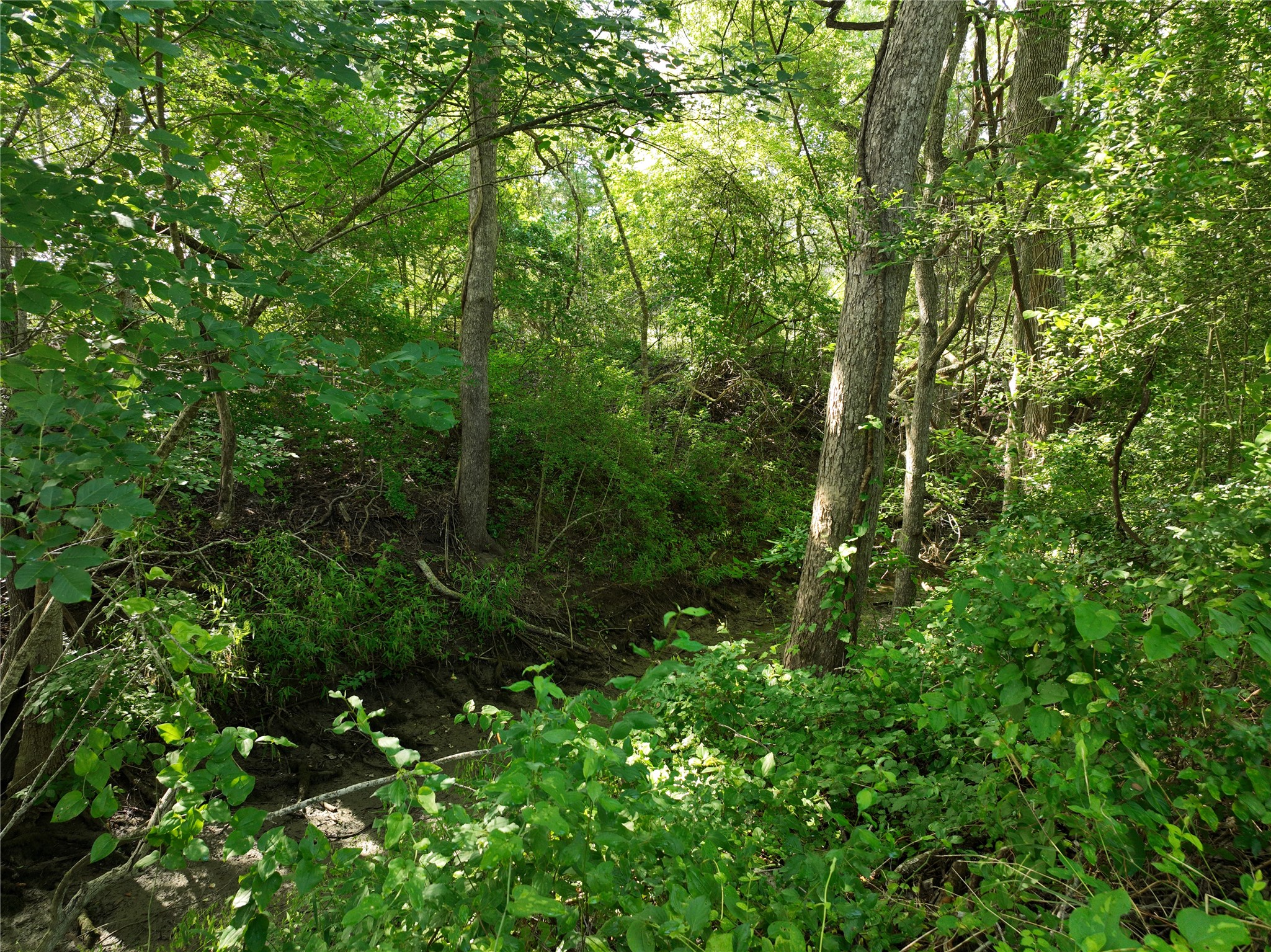 9491 Rocky Road Bellville, TX 77418 - Photo 15 of 19 Wooded area at creek