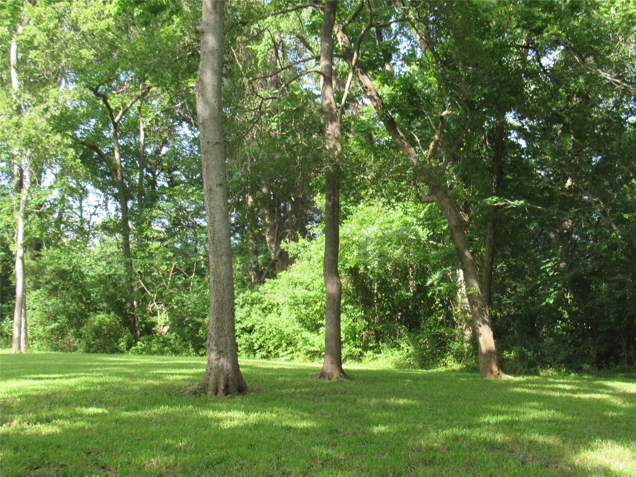 9491 Rocky Road Bellville, TX 77418 - Photo 9 of 19 Large trees