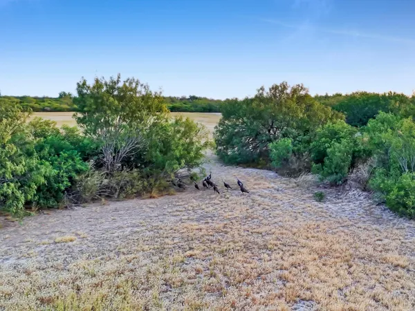 a view of a dry yard with trees in the background