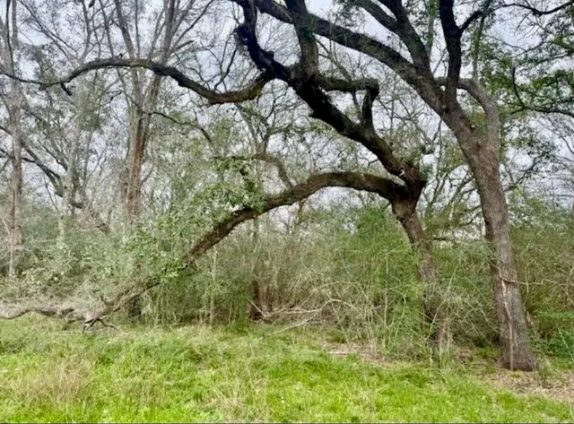 a view of a tree in a yard