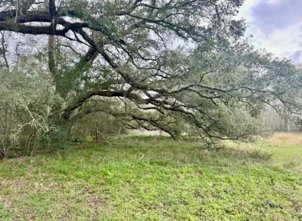 a view of a yard with a big yard