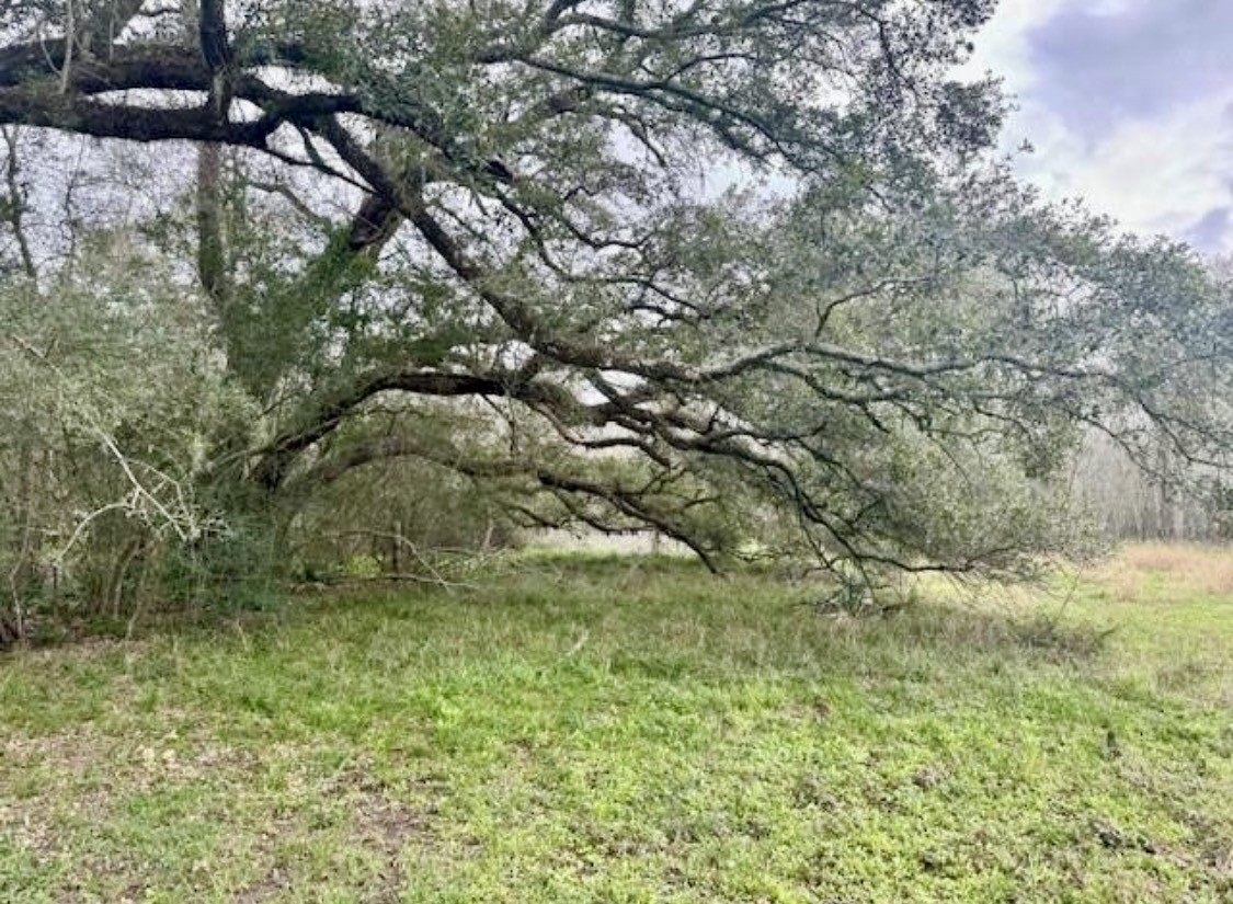327 County Road 735 Angleton, TX 77515 - Photo 33 of 39 a view of a tree in a yard