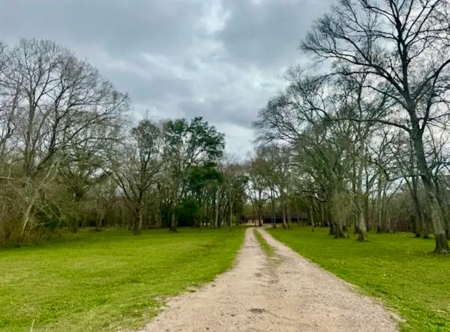 a view of a park with large trees