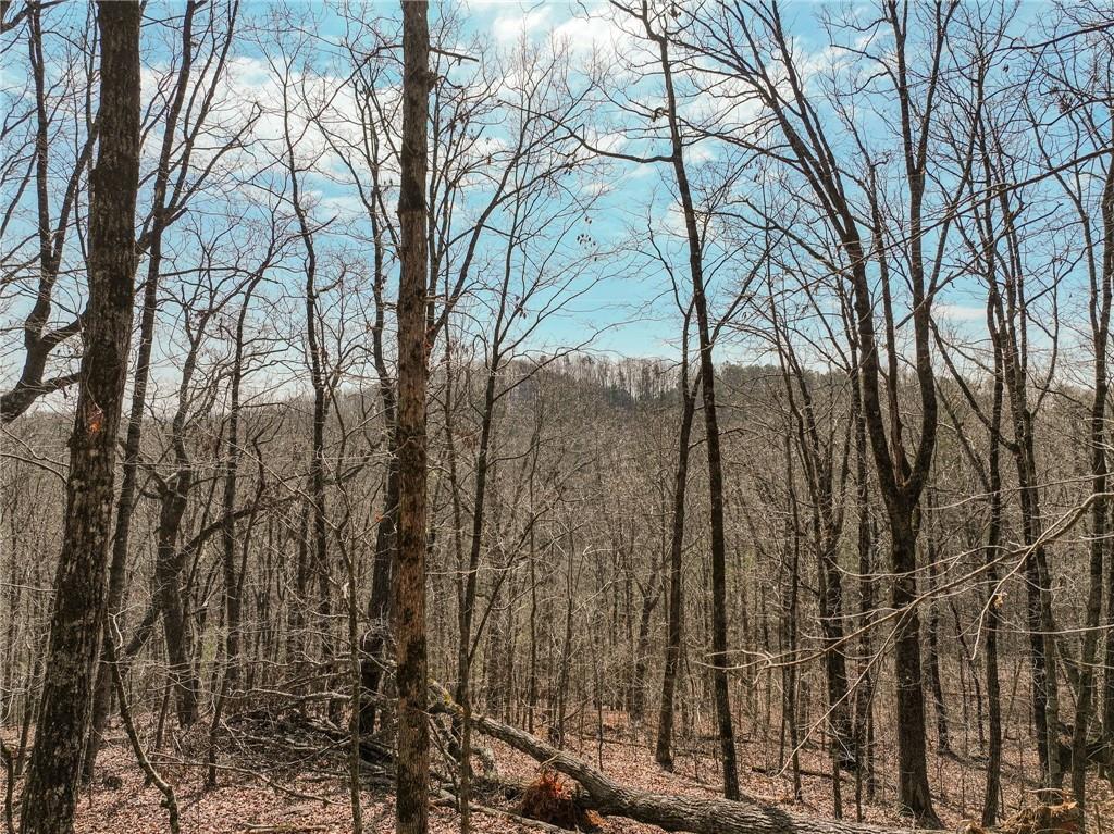 Lot 10 Mount Mincie Road Murrayville, GA 30564 - Photo 6 of 14 a view of a forest filled with trees