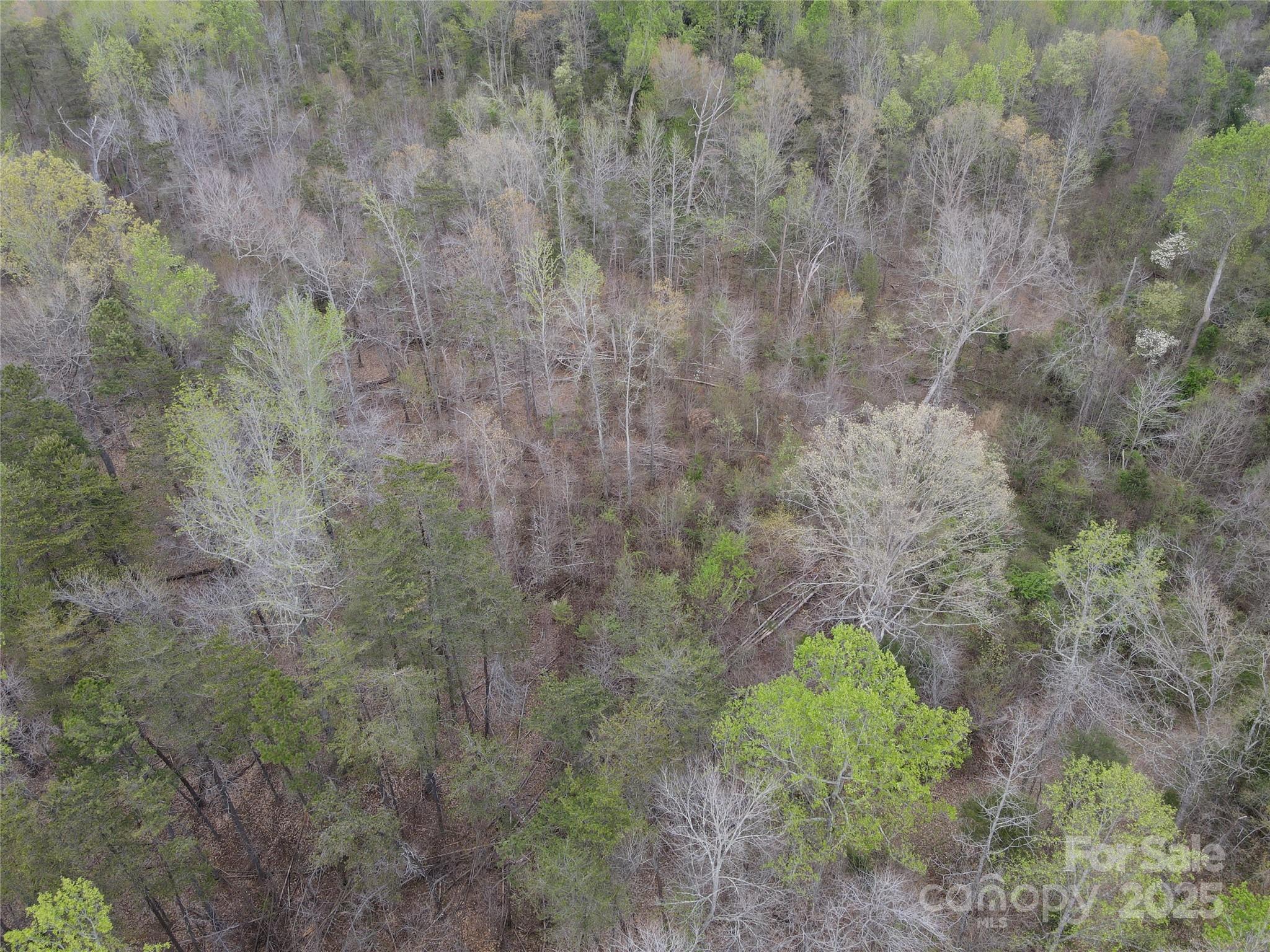 0 Fifth Creek Road Statesville, NC 28625 - Photo 27 of 43 a close up of a plant in a forest
