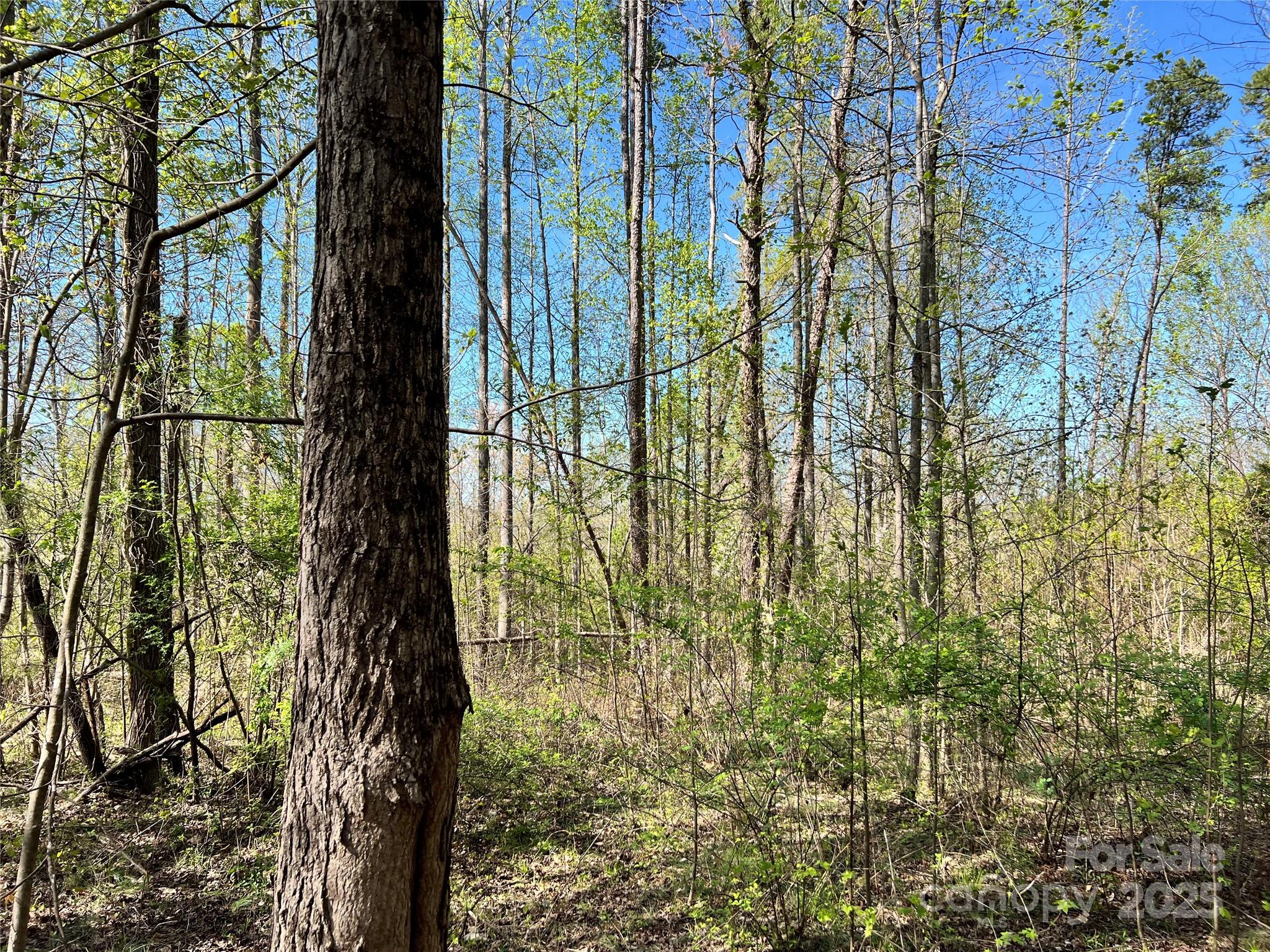 0 Fifth Creek Road Statesville, NC 28625 - Photo 35 of 43 a close up of a plant in a garden