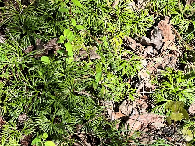 a view of a swimming pool with a yard