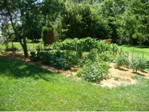 438 Telford School Road Limestone, TN 37681 - Photo 19 of 24 garden