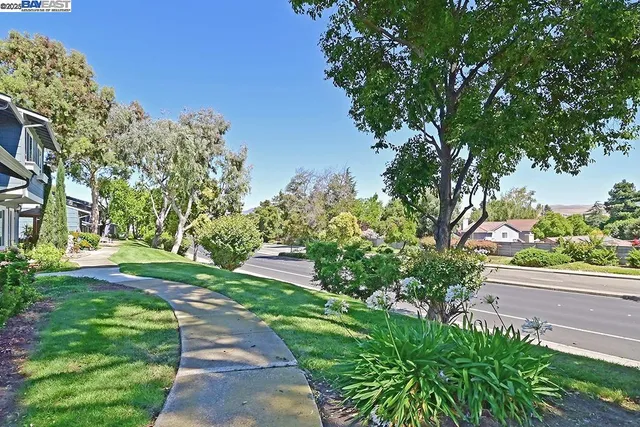 a view of a yard with plants and large trees