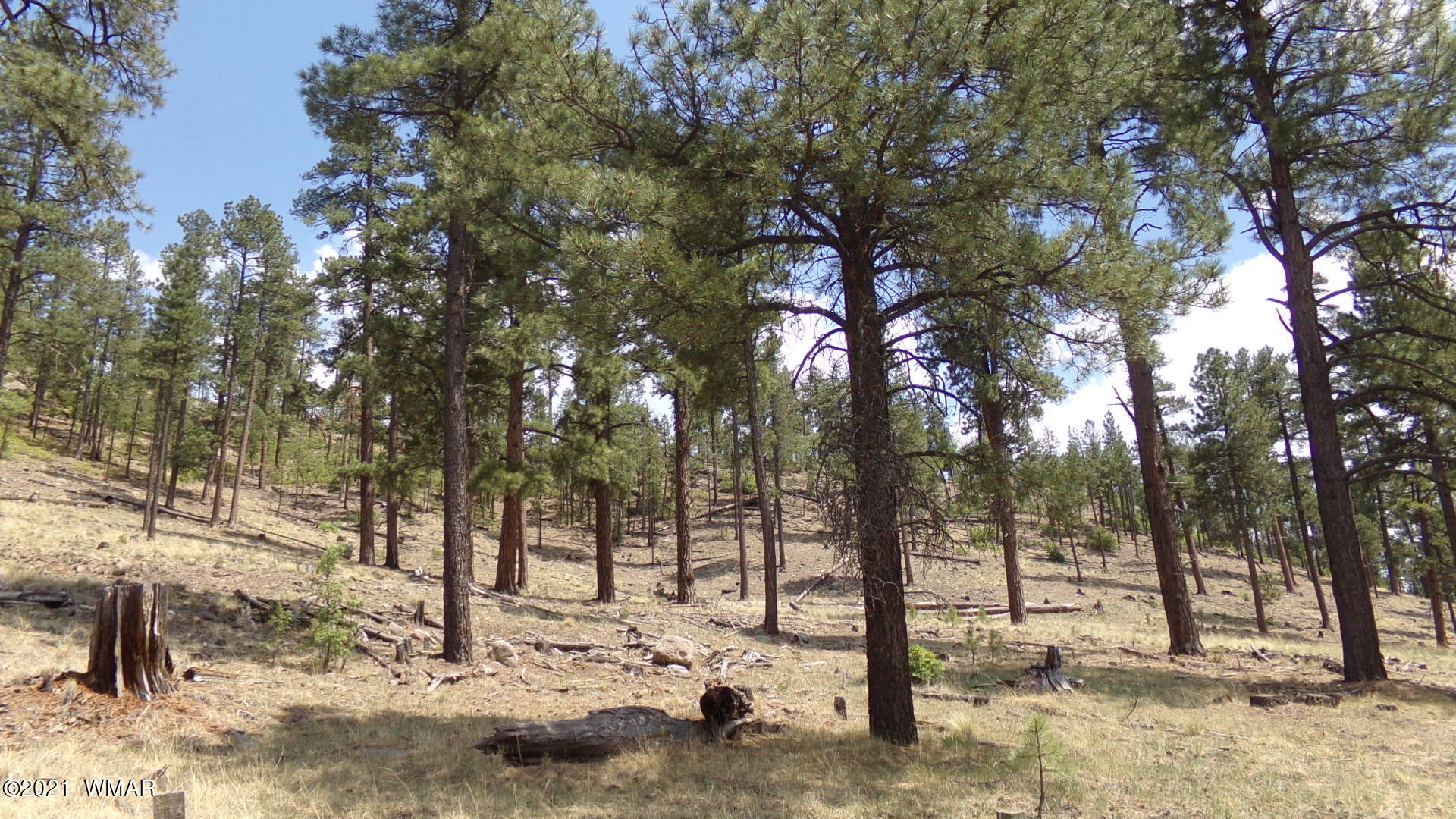 422 County Road Alpine, AZ 85920 - Photo 6 of 20