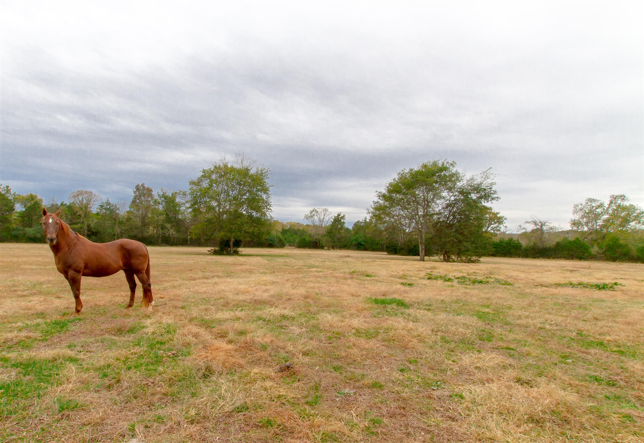 2284 Murray-Kittrell Road Readyville, TN 37149 - Photo 29 of 30 Field is fenced and cross fenced for animals
