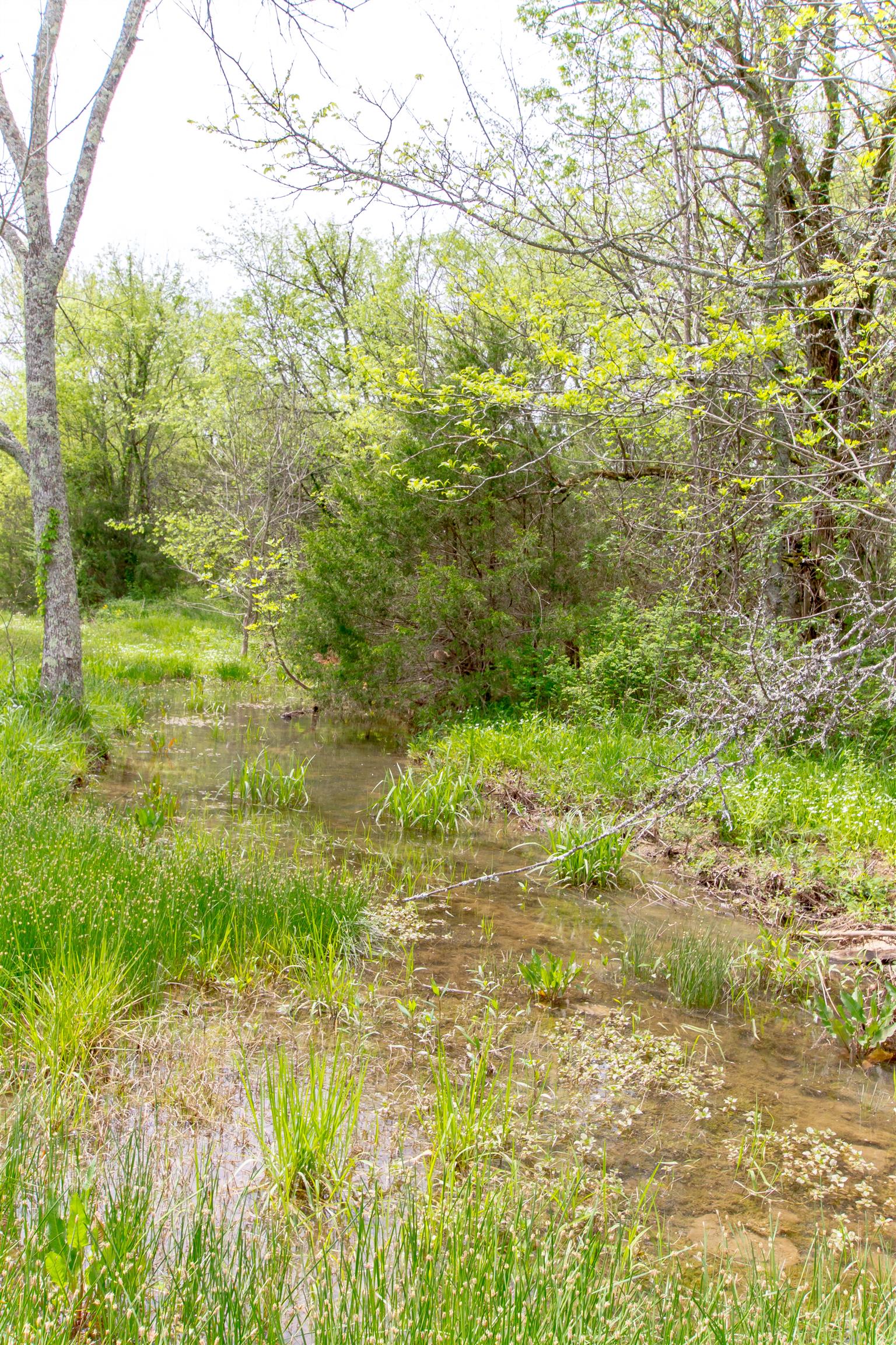 2284 Murray-Kittrell Road Readyville, TN 37149 - Photo 10 of 30 Creek in back of property.