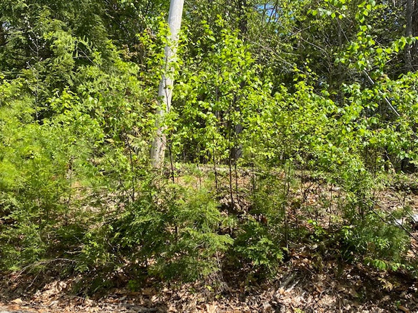 Lot 140 Pennmaric Road Augusta, ME 04330 - Photo 1 of 5 1 (Copy)