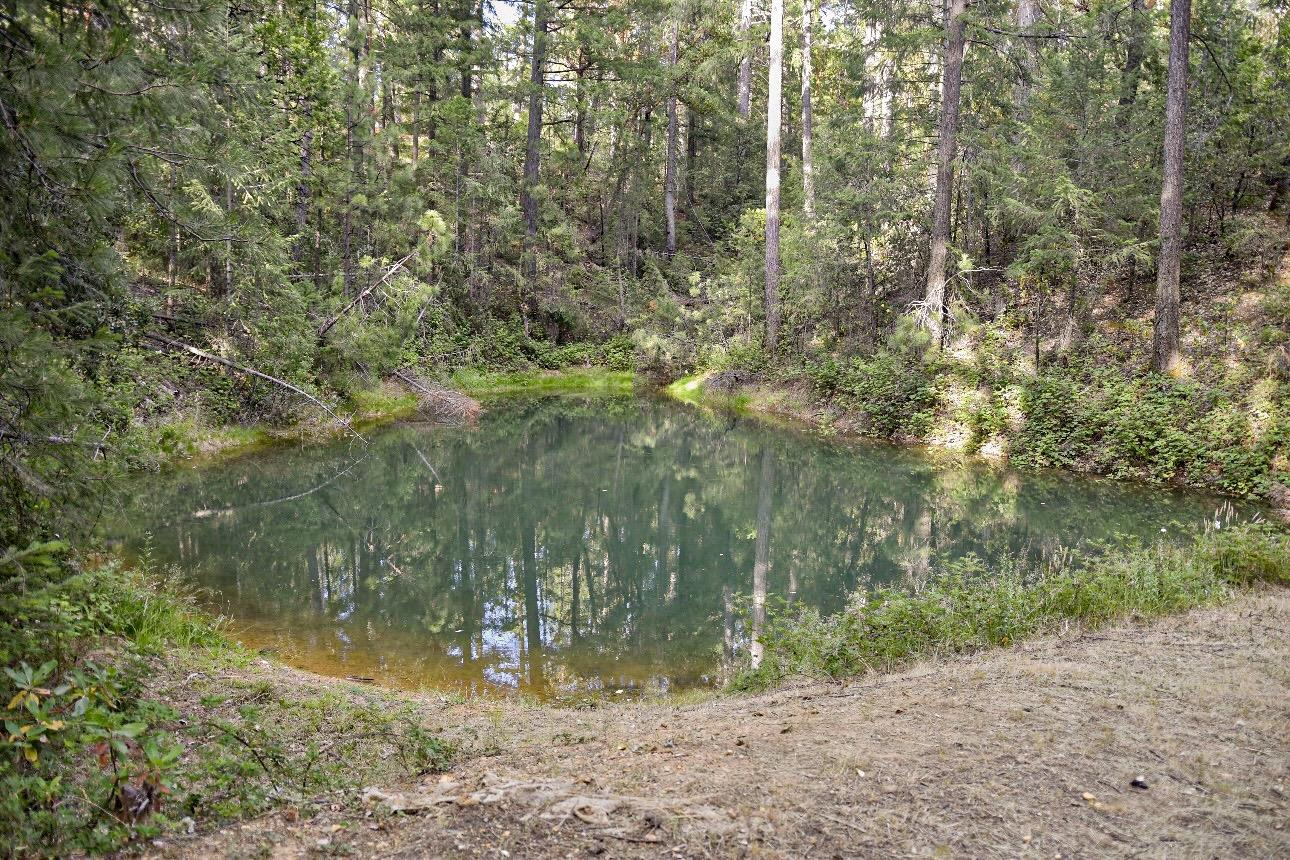 8533 Wentworth Springs Road Georgetown, CA 95634 - Photo 1 of 1 a view of forest