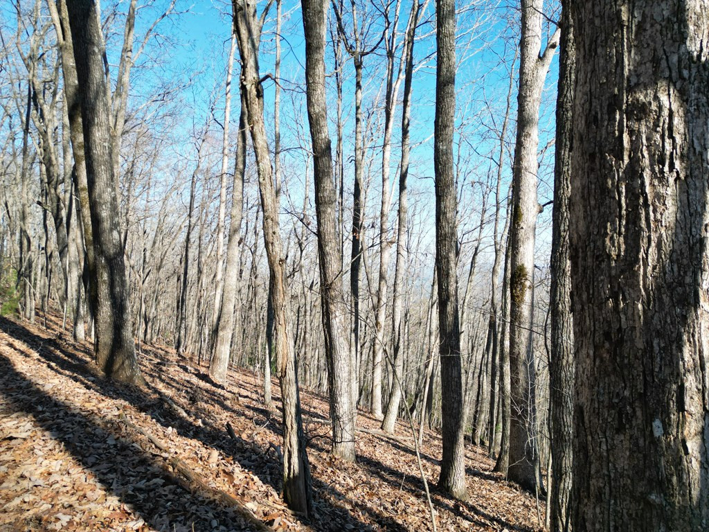 20.05-ac Treehouse Trail Murphy, NC 28906 - Photo 6 of 14