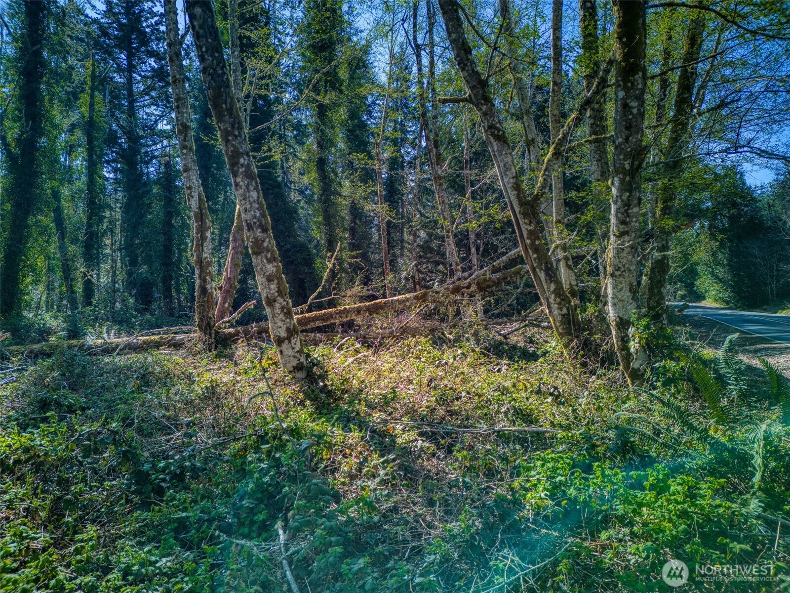 0 Whiteman Road Southwest Lakebay, WA 98351 - Photo 11 of 16 Gallery Image 11