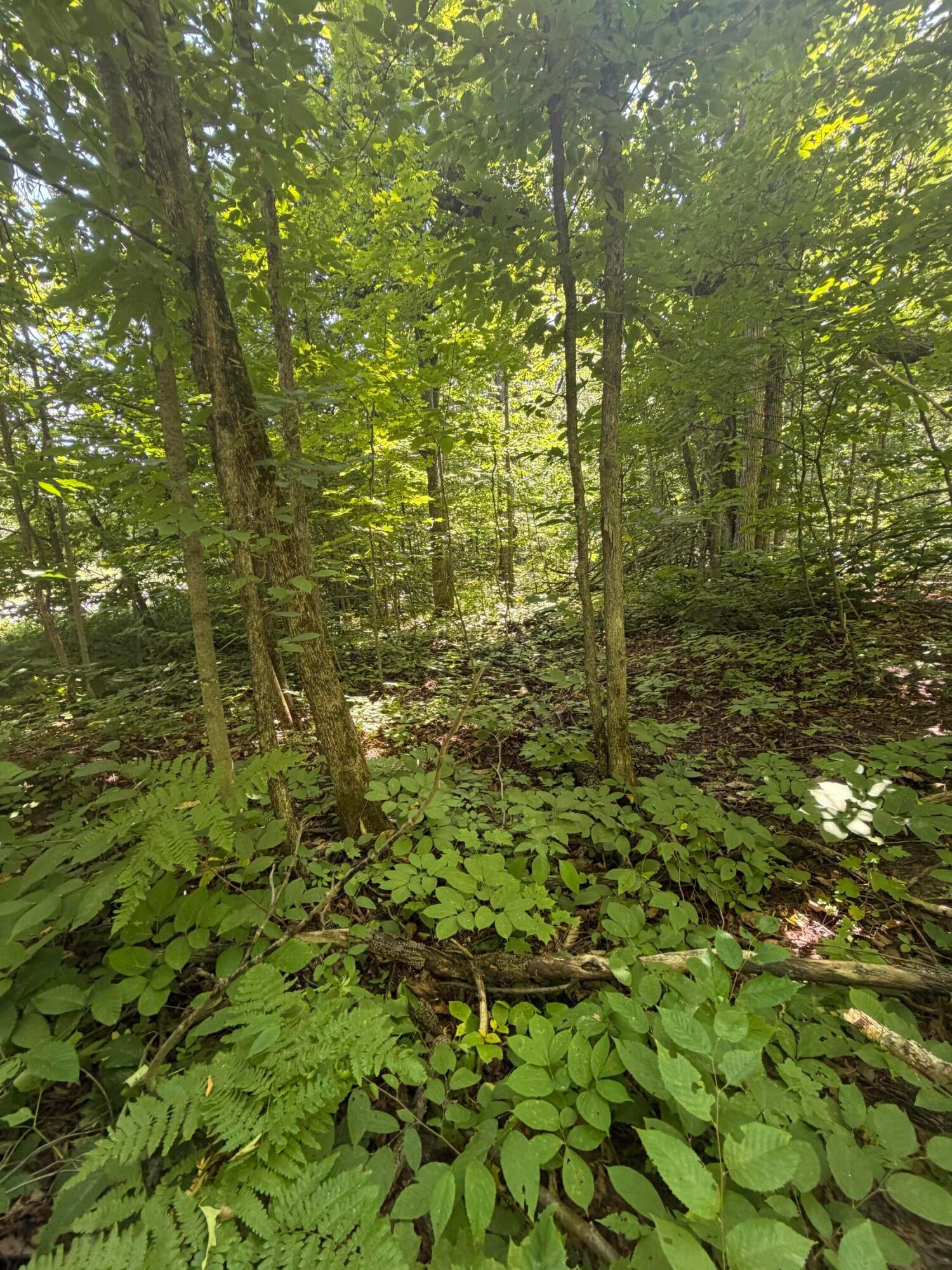 9632 Mt Frederick Road Gaylord, MI 49735 - Photo 7 of 9 Gallery Image 7