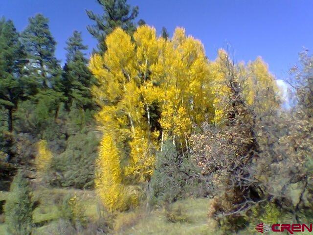 a view of a large yard with lots of trees in the background