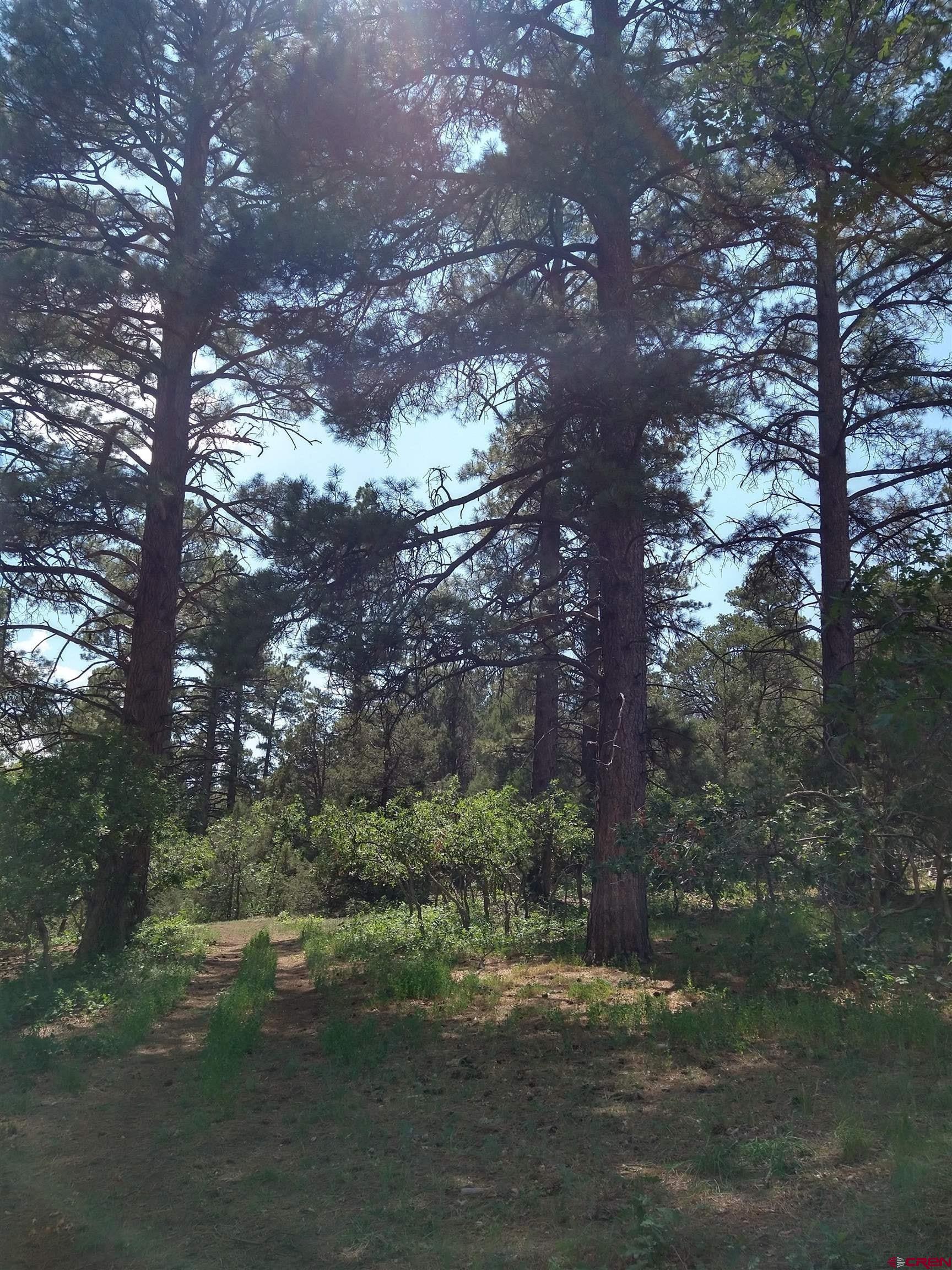 Tbd 44zs Road Norwood, CO 81423 - Photo 11 of 35 a big yard