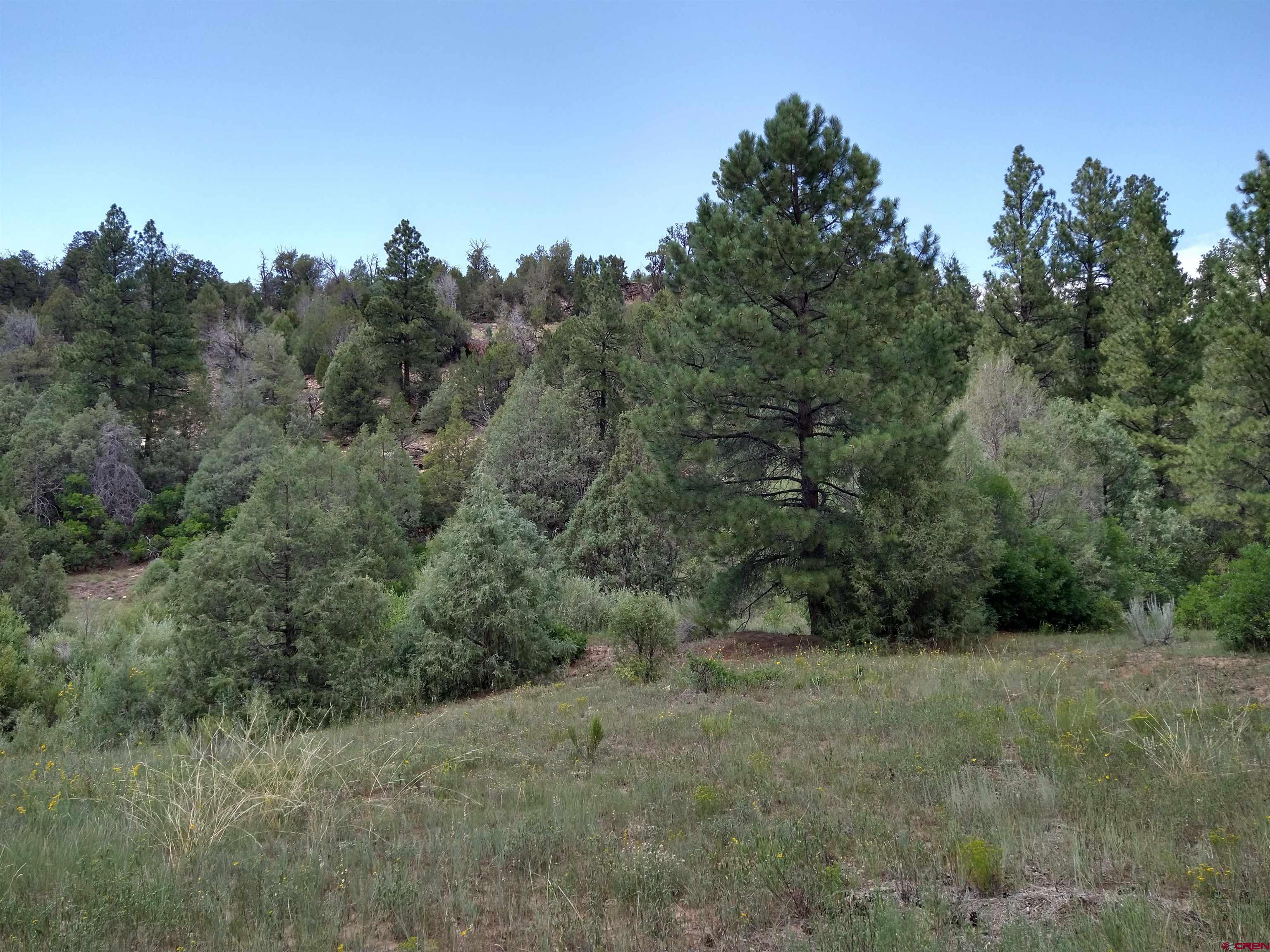Tbd 44zs Road Norwood, CO 81423 - Photo 13 of 35 a view of a field of grass and trees