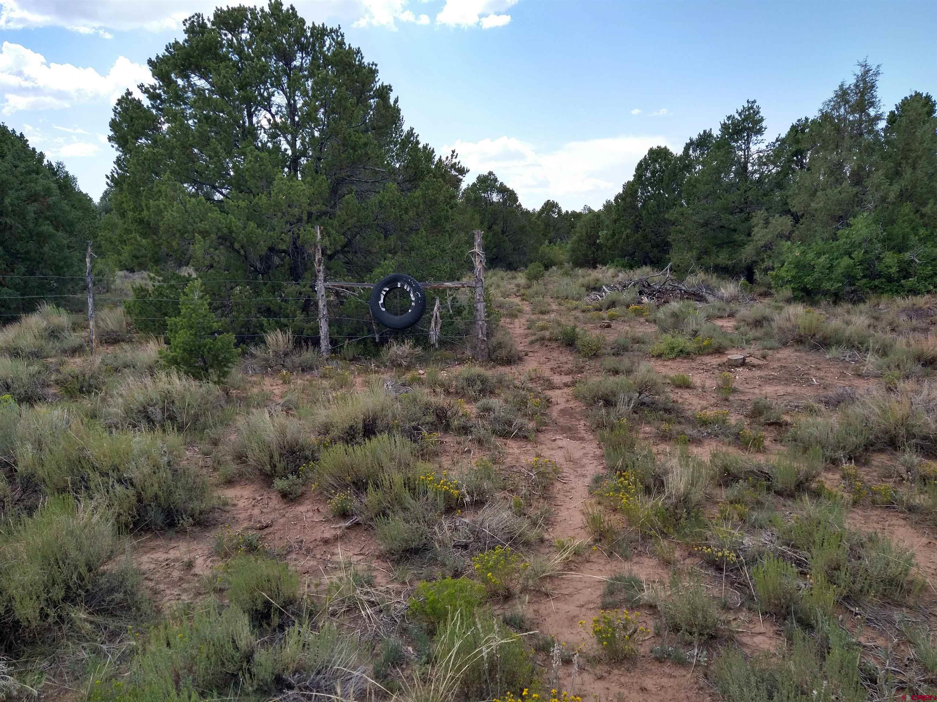 Tbd 44zs Road Norwood, CO 81423 - Photo 15 of 35 a view of a forest with trees