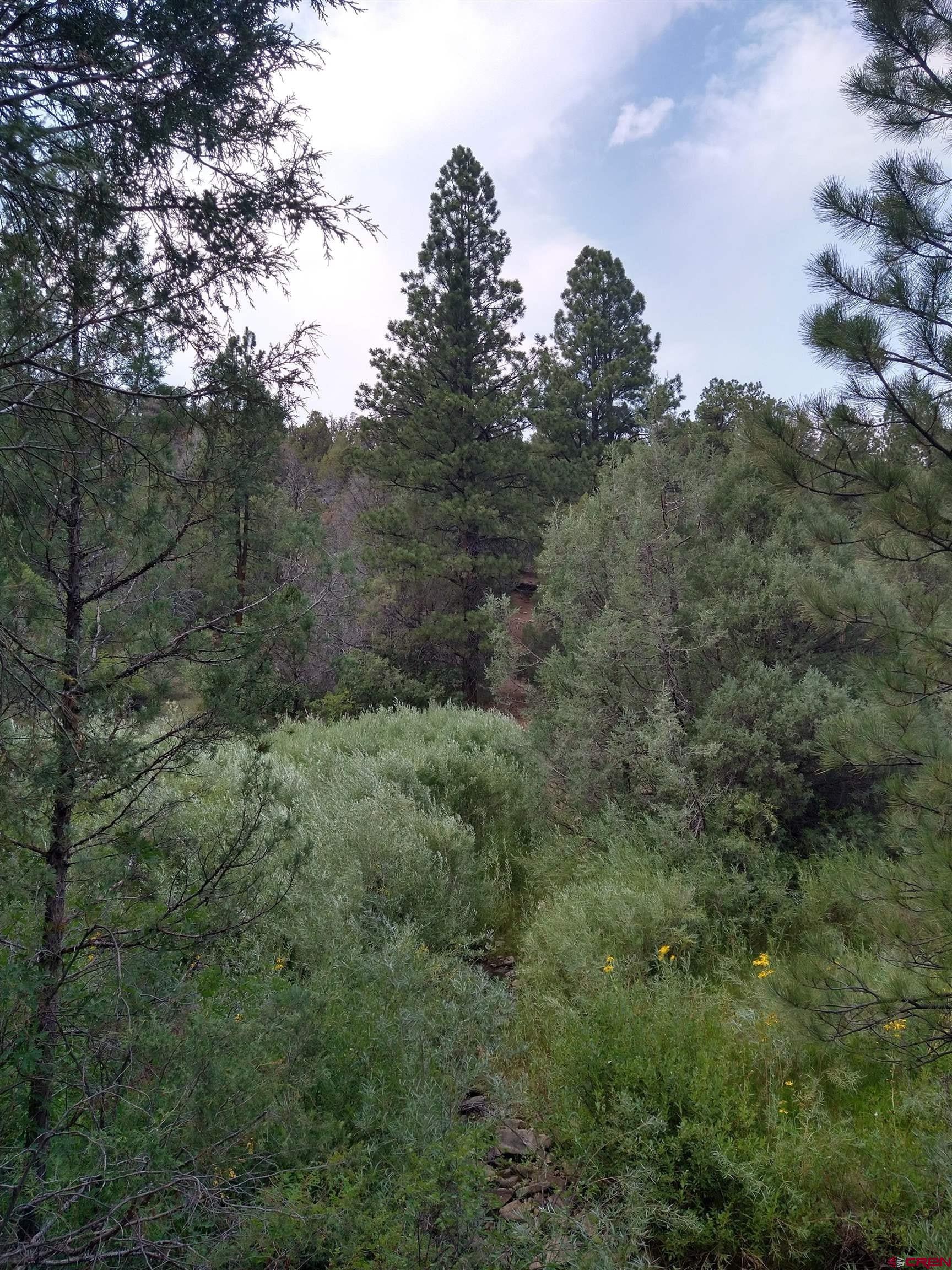 Tbd 44zs Road Norwood, CO 81423 - Photo 19 of 35 a view of a forest with trees in the background