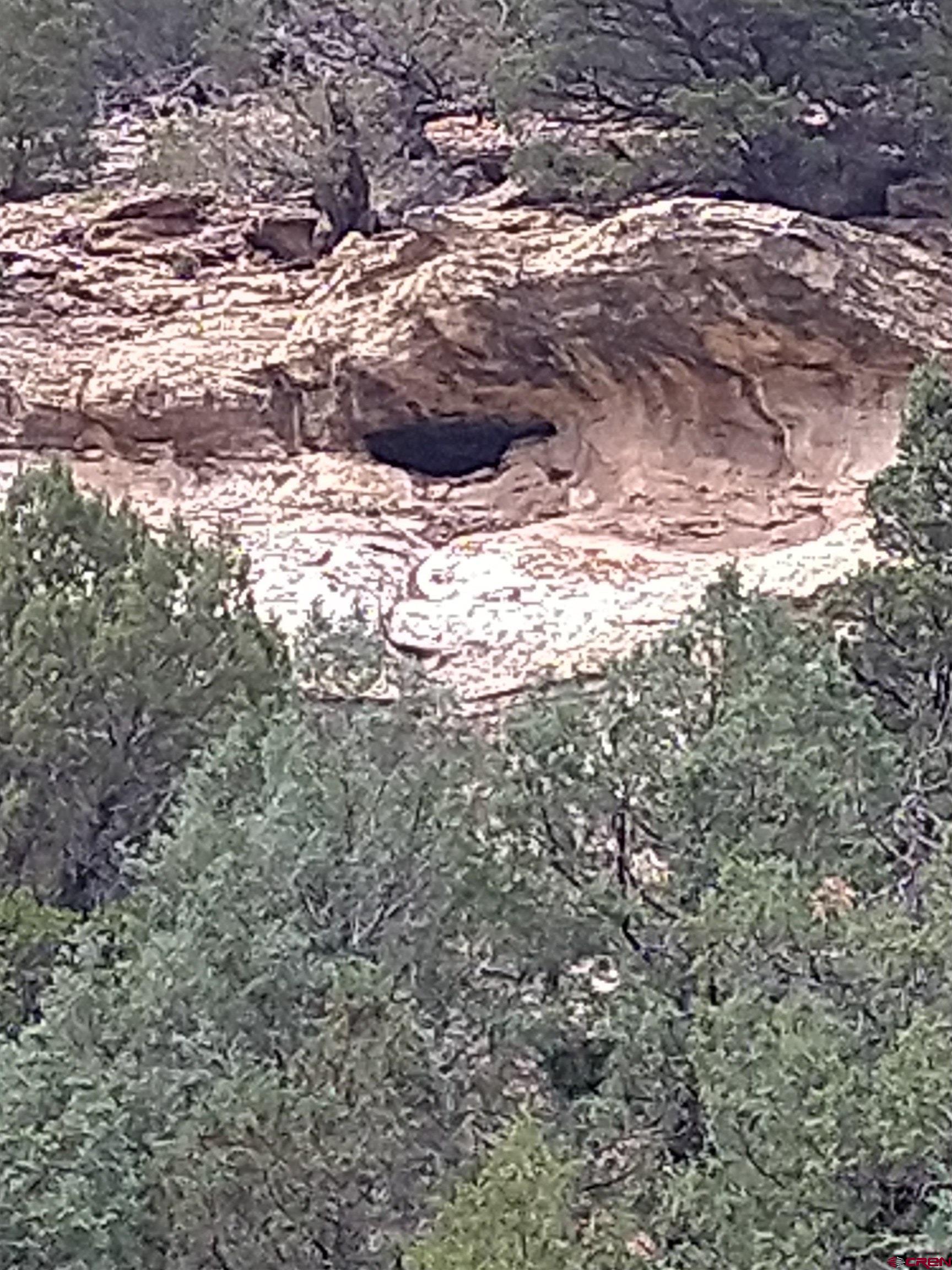 Tbd 44zs Road Norwood, CO 81423 - Photo 20 of 35 a view of a large tree in a yard