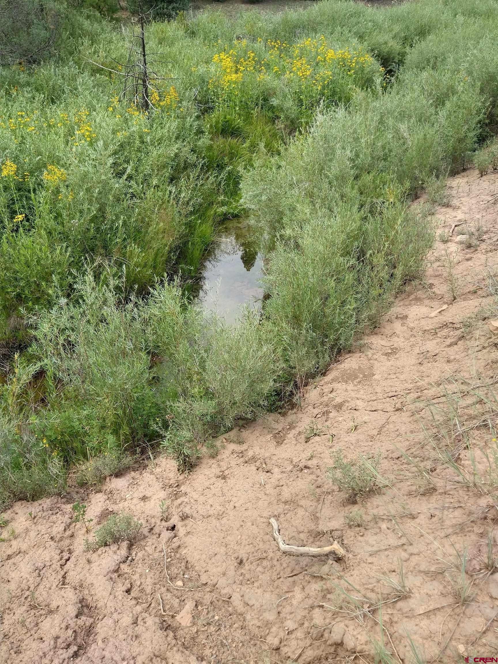 Tbd 44zs Road Norwood, CO 81423 - Photo 22 of 35 a view of a forest with a bench