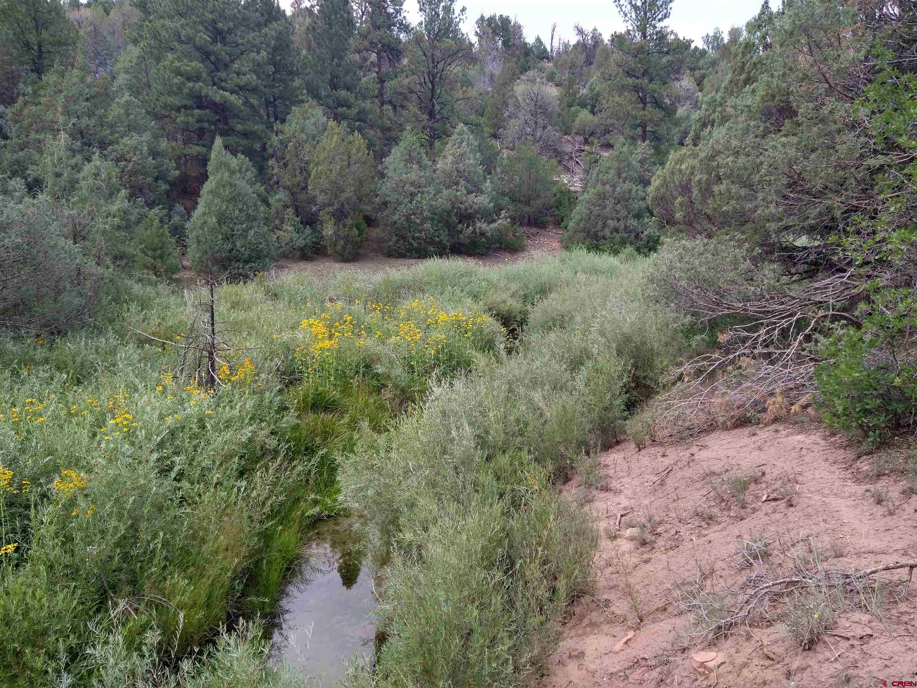 Tbd 44zs Road Norwood, CO 81423 - Photo 23 of 35 a view of a forest with trees in the background