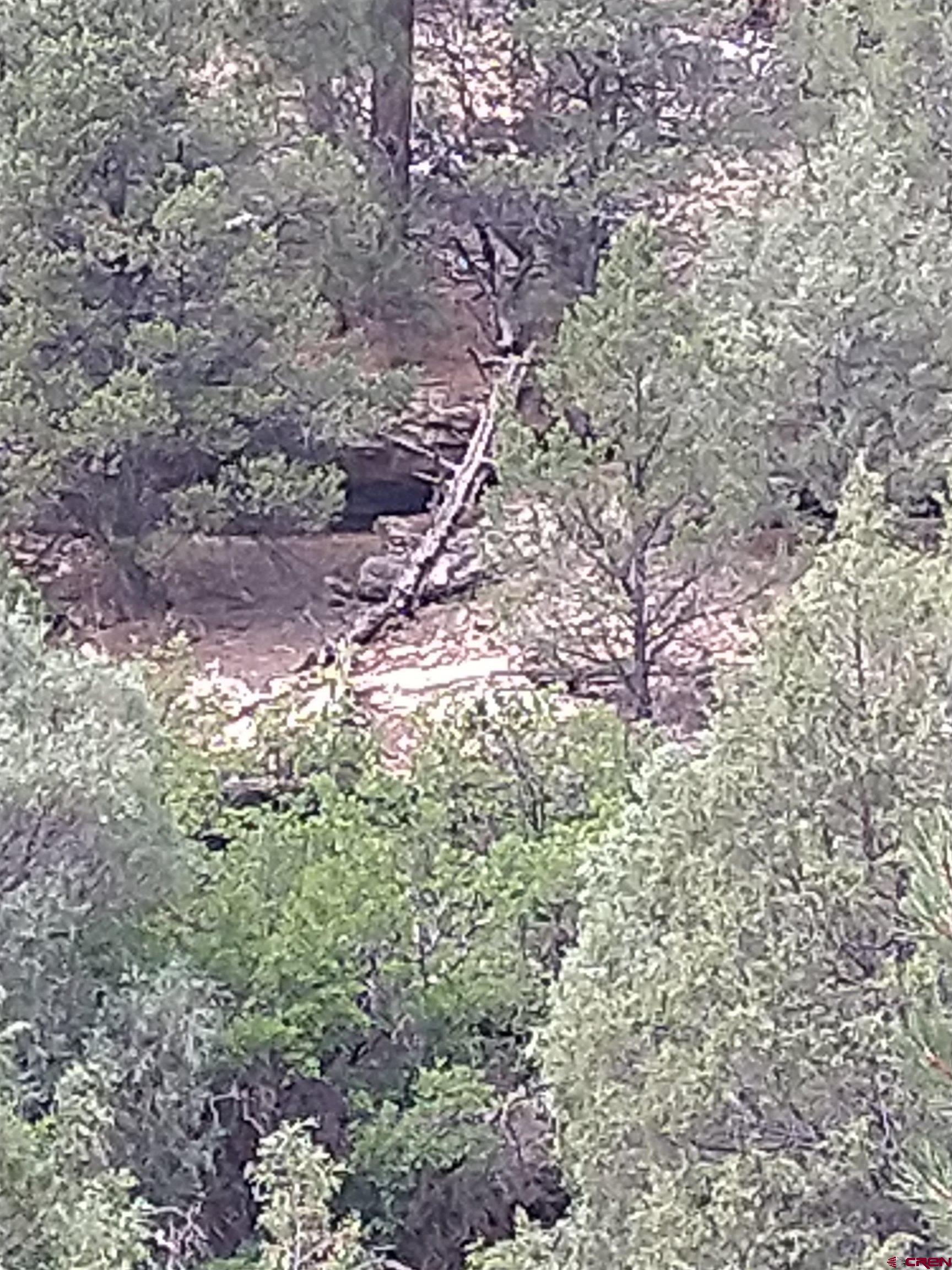 Tbd 44zs Road Norwood, CO 81423 - Photo 24 of 35 a view of a forest with a tree