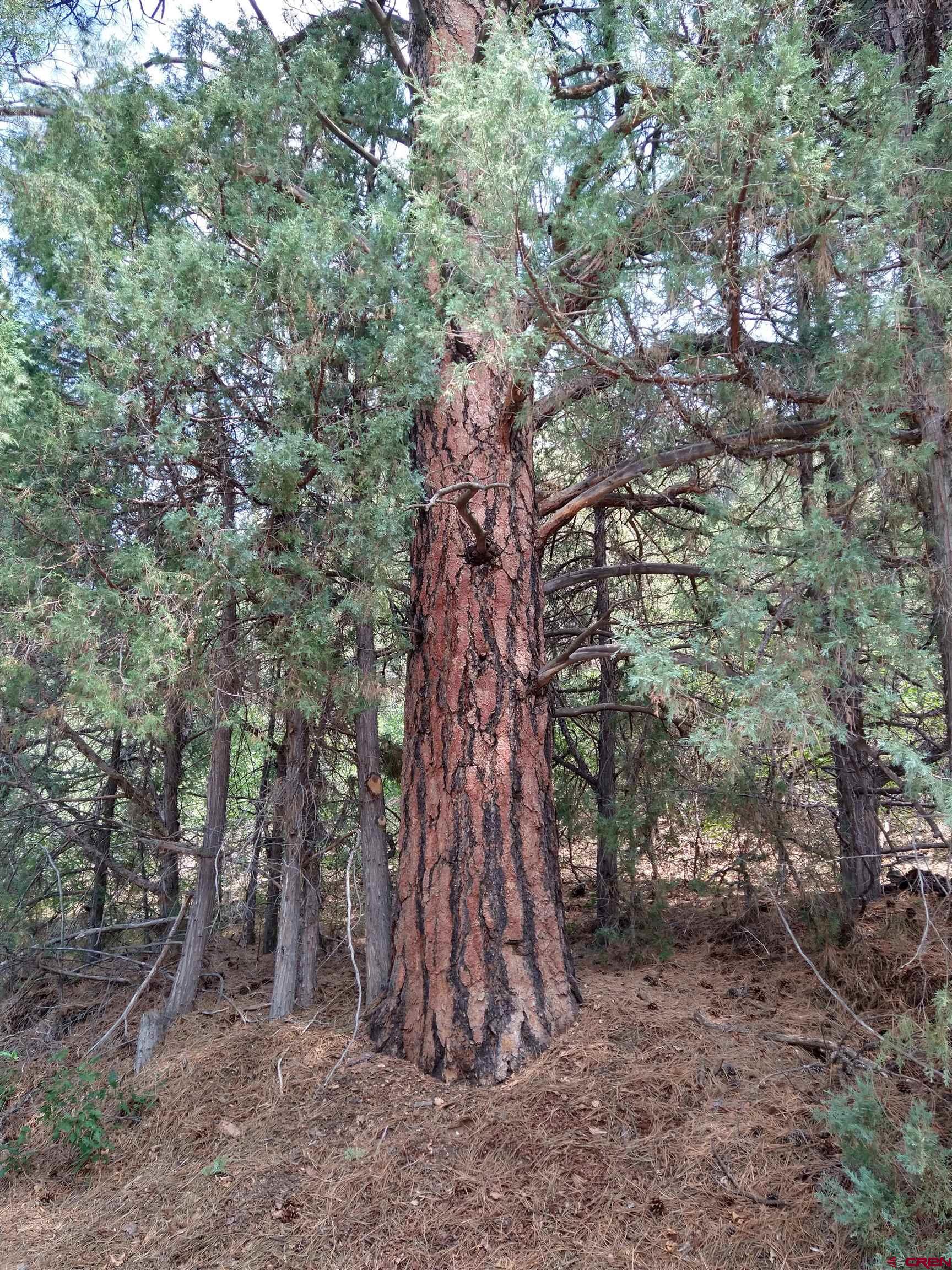 Tbd 44zs Road Norwood, CO 81423 - Photo 29 of 35 a view of a forest with large trees