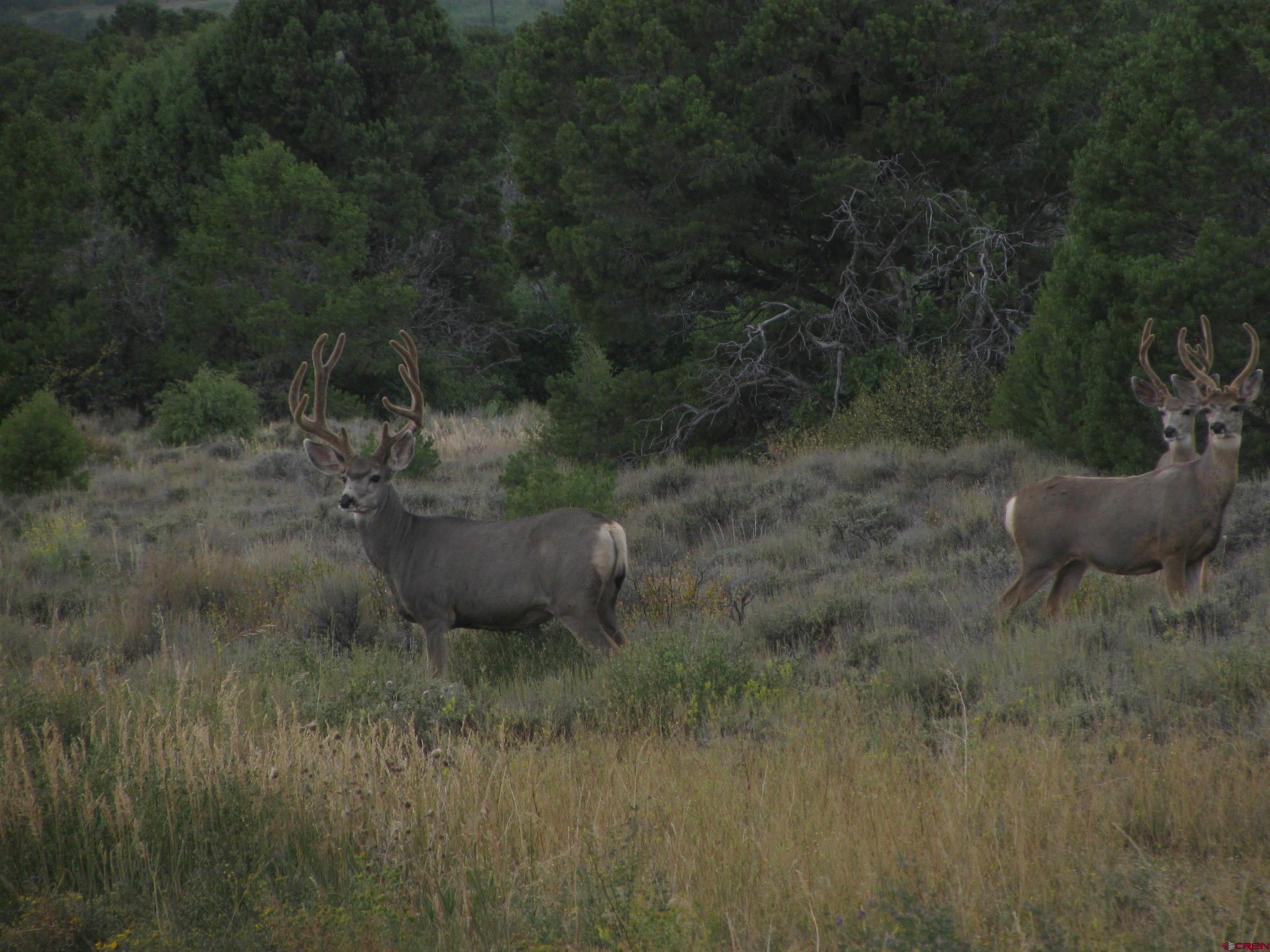 Tbd 44zs Road Norwood, CO 81423 - Photo 35 of 35 a view of a water covered with green space