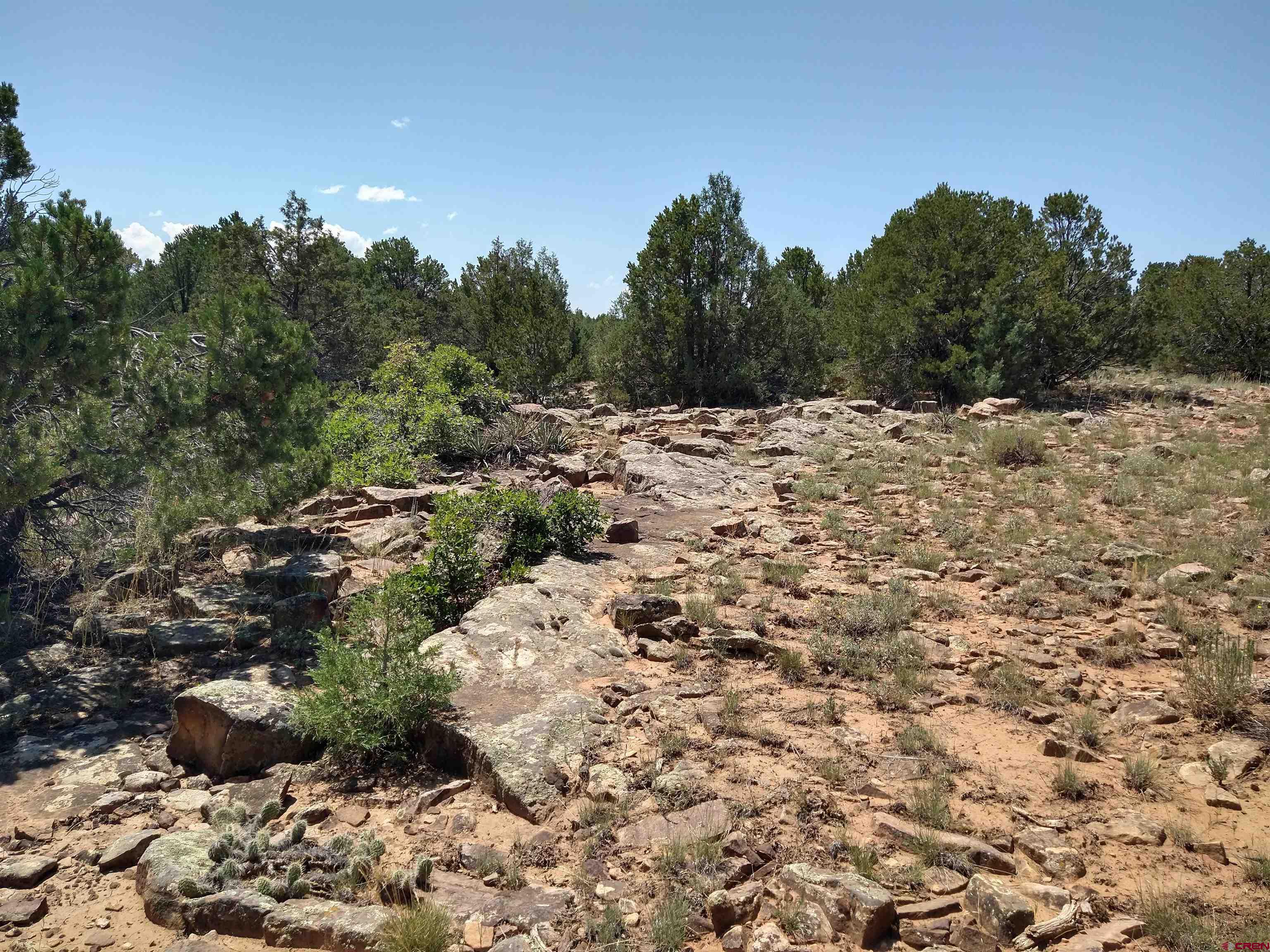Tbd 44zs Road Norwood, CO 81423 - Photo 9 of 35 a view of a large yard with lots of green space