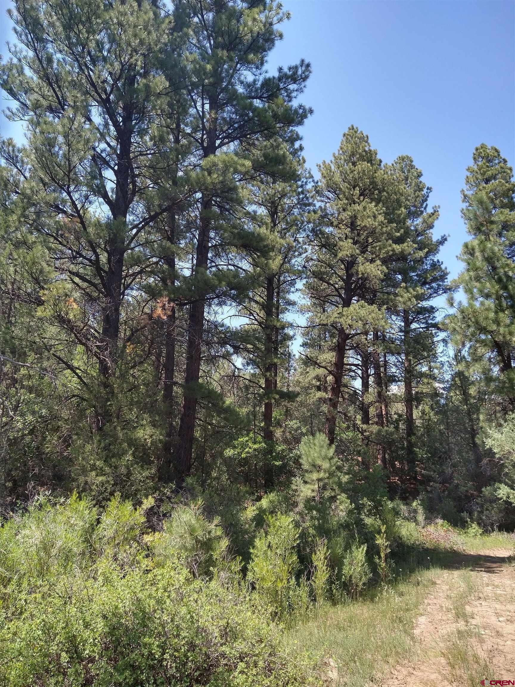 Tbd 44zs Road Norwood, CO 81423 - Photo 10 of 35 a view of a yard with large trees