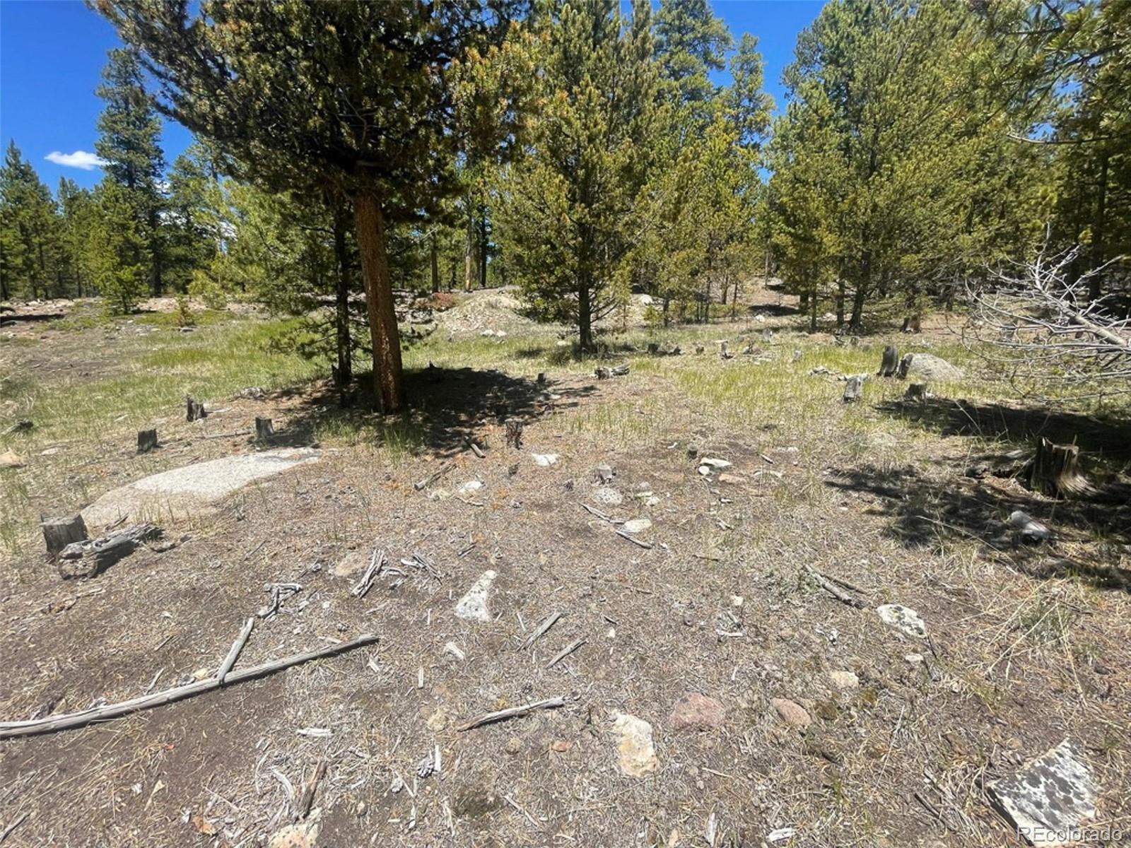 1503 Cornucopia Leadville, CO 80461 - Photo 20 of 27 a view of dirt yard with a large tree