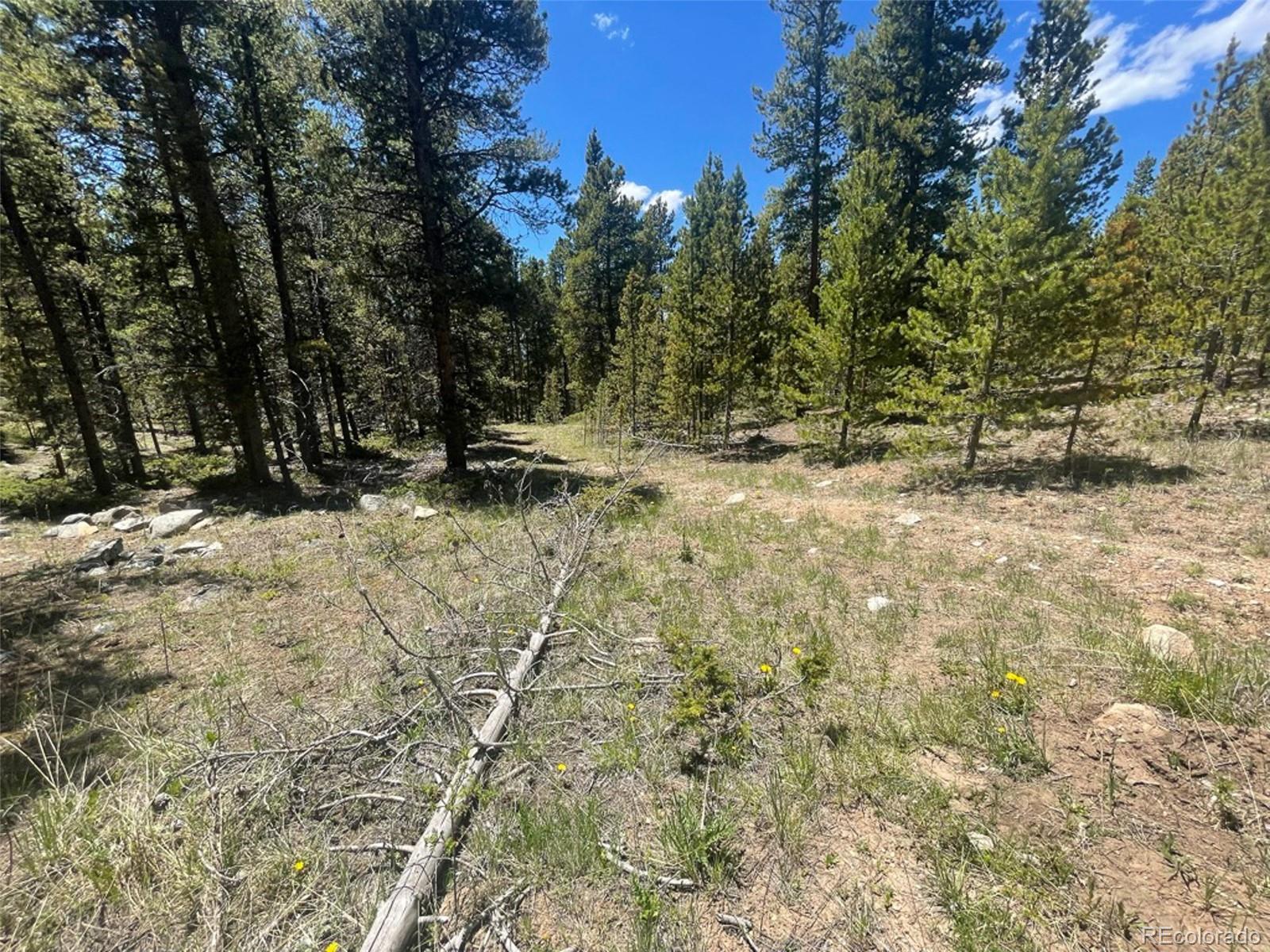 1503 Cornucopia Leadville, CO 80461 - Photo 25 of 27 a view of a yard with trees