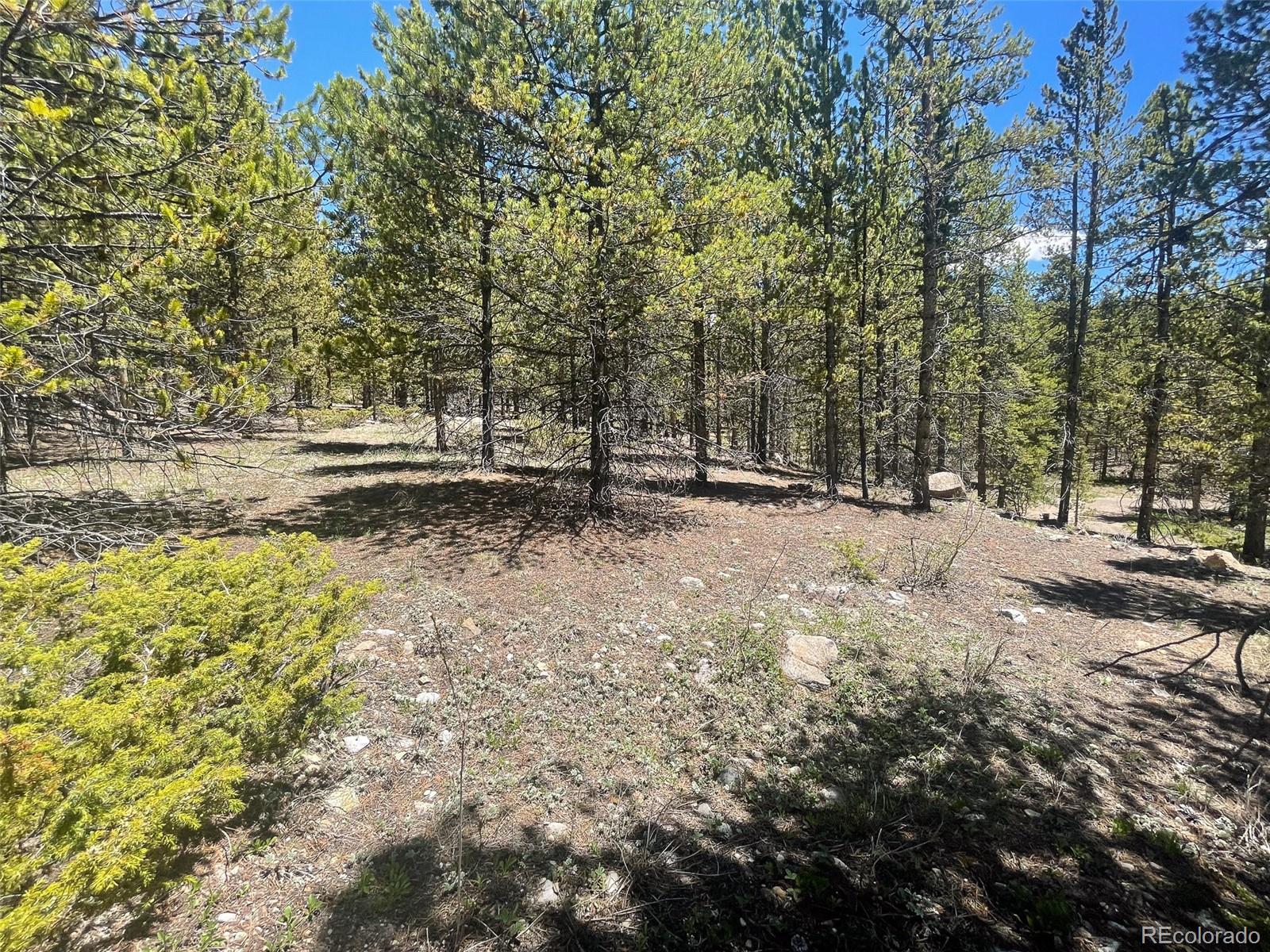 1503 Cornucopia Leadville, CO 80461 - Photo 4 of 27 a view of dirt yard with a large tree
