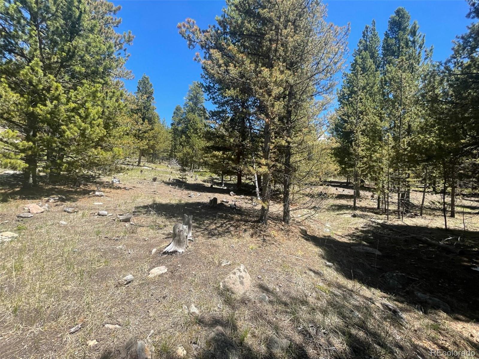 1503 Cornucopia Leadville, CO 80461 - Photo 5 of 27 a view of dirt yard with a large tree
