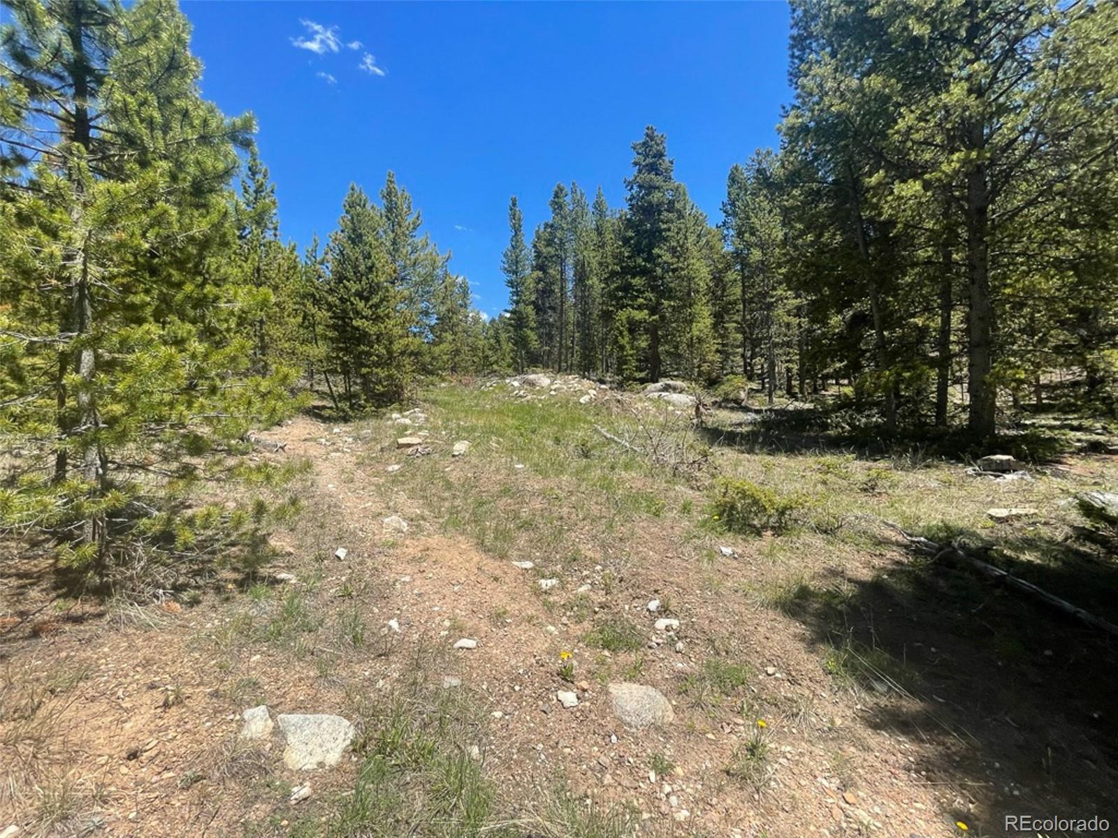 1503 Cornucopia Leadville, CO 80461 - Photo 6 of 27 a view of a yard with trees