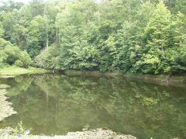 200 Short Branch Road Travelers Rest, SC 29690 - Photo 5 of 16 Gallery Image 5