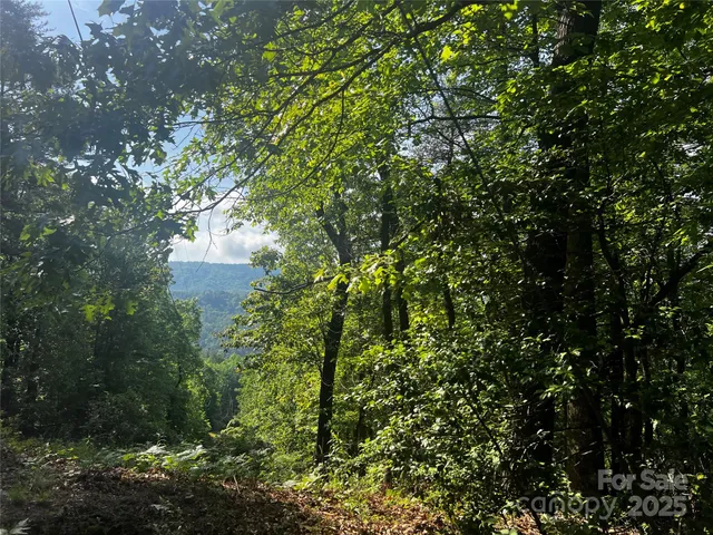 a view of a tree in a garden