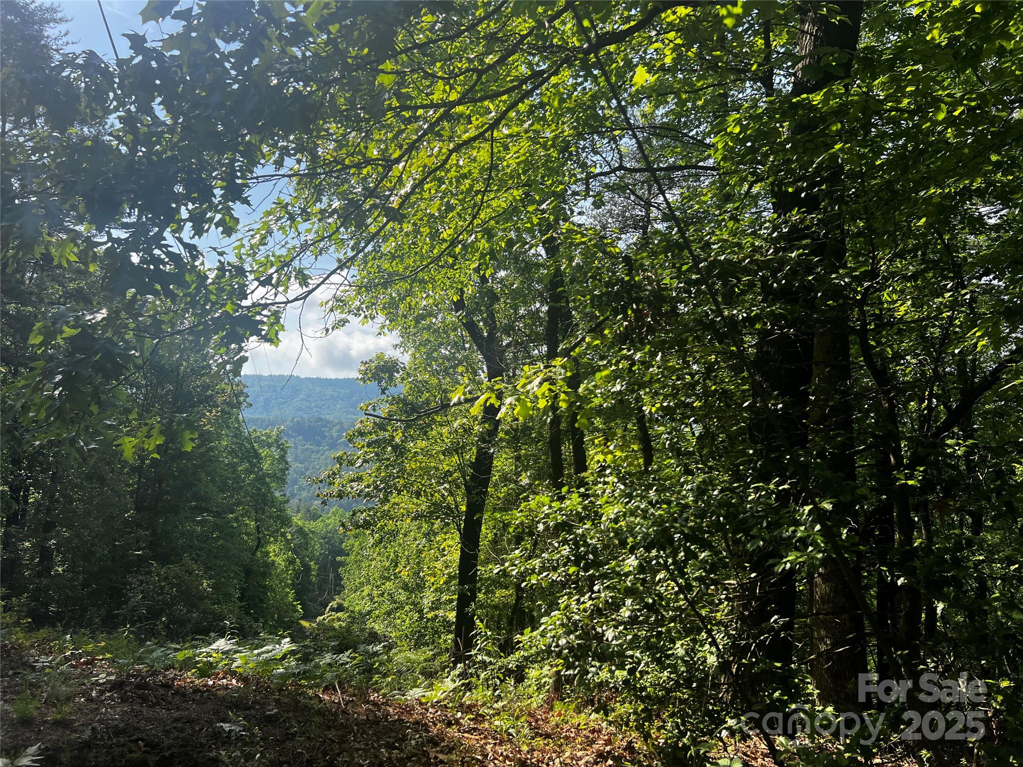 Lot 14 Arrowhead Ridge, Unit 14 REVISED Brevard, NC 28712 - Photo 3 of 21 a view of a tree in a garden