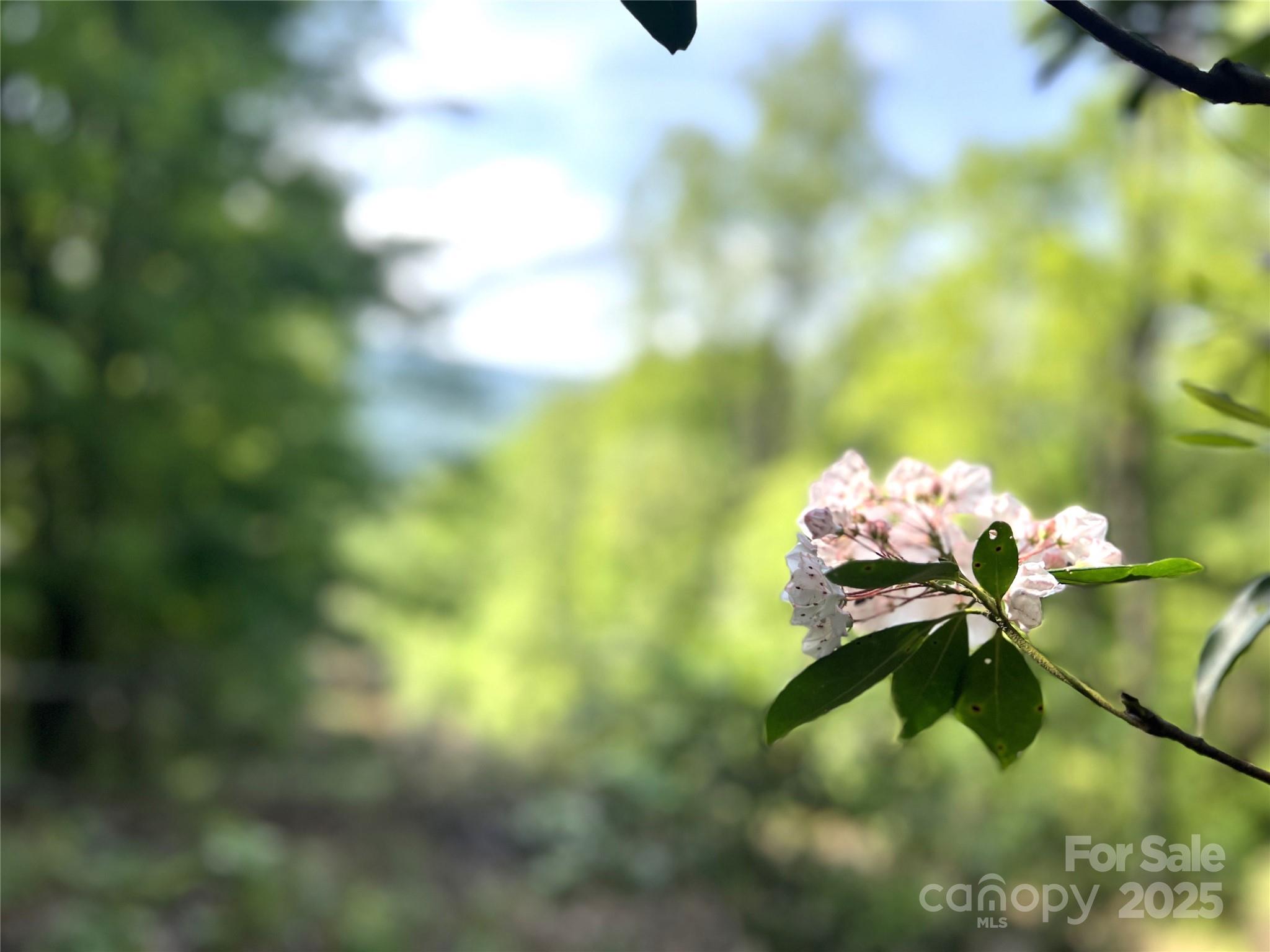 Lot 14 Arrowhead Ridge, Unit 14 REVISED Brevard, NC 28712 - Photo 5 of 21 a close up of a white flower in a garden