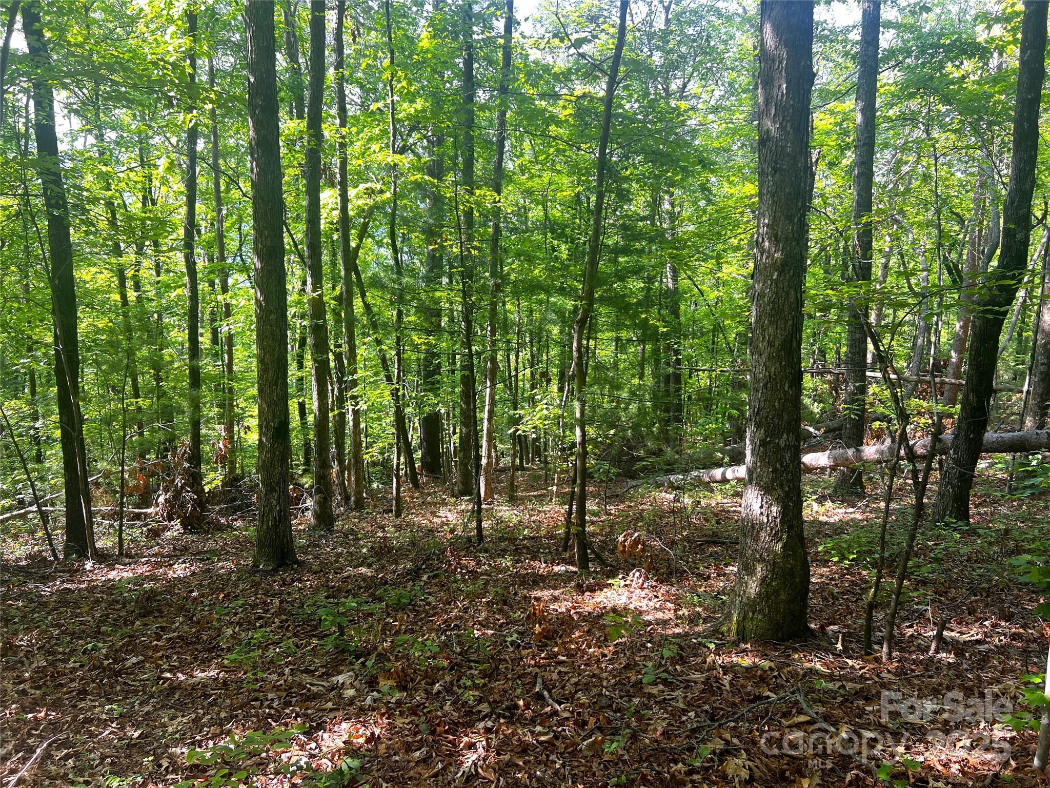 Lot 14 Arrowhead Ridge, Unit 14 REVISED Brevard, NC 28712 - Photo 8 of 21 a view of forest