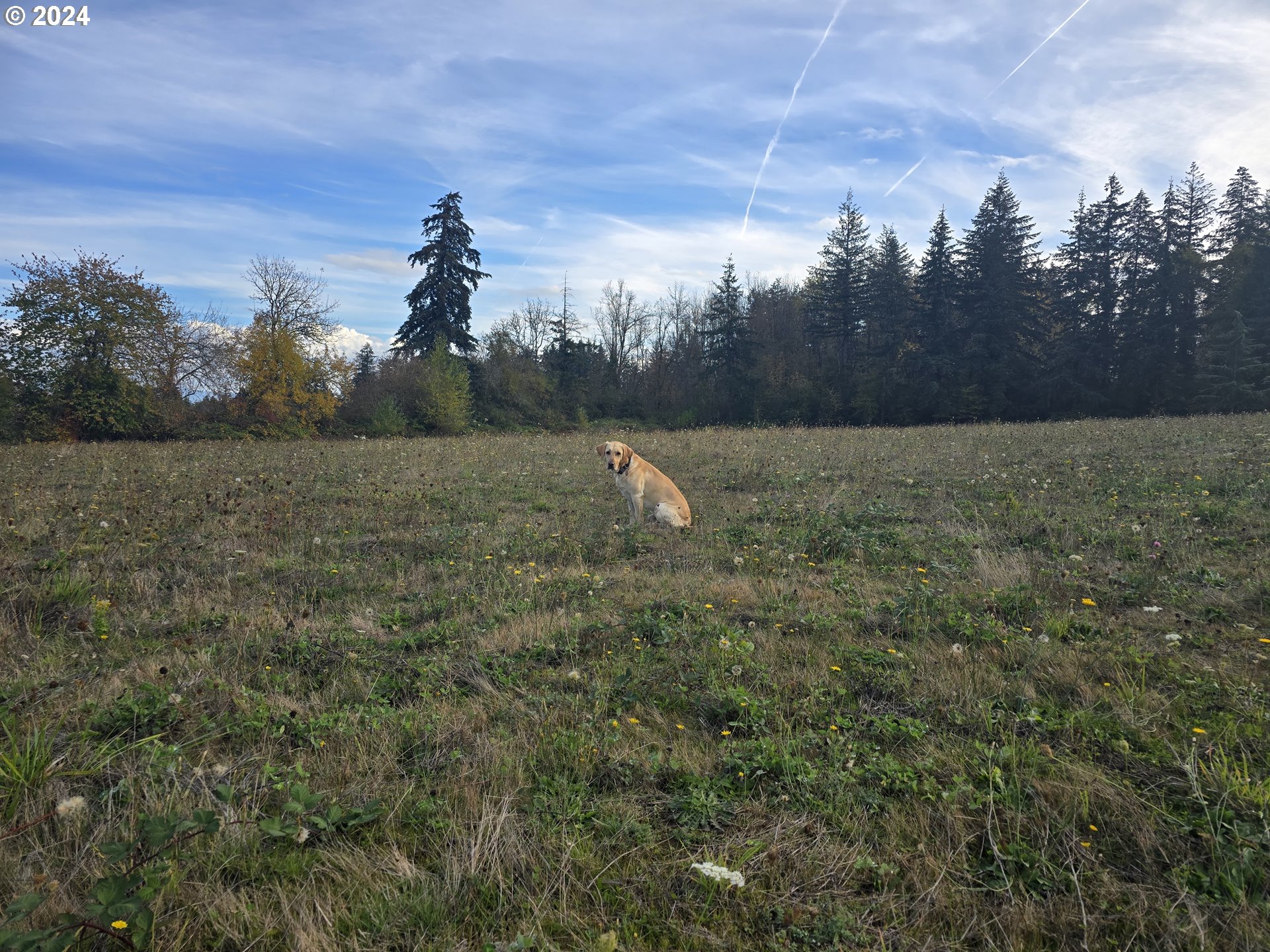 23322 Southeast Bohna Park Road Damascus, OR 97089 - Photo 7 of 40 a large green field with lots of bushes