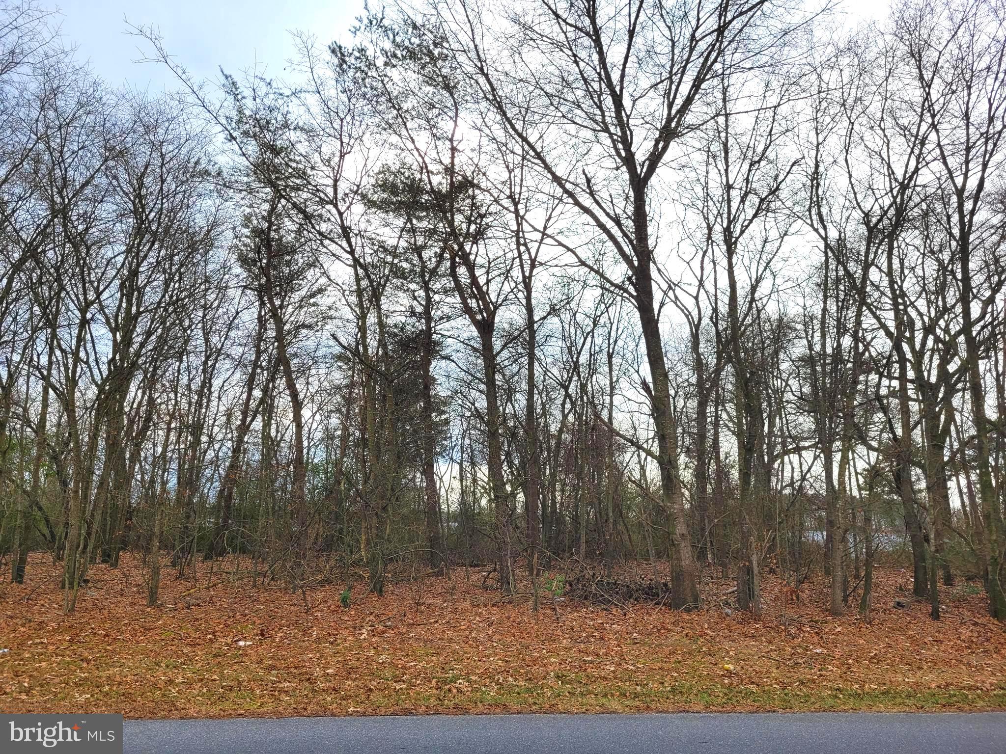 0 Easter Lane Seaford, DE 19973 - Photo 2 of 3 Road view 2 of the lot