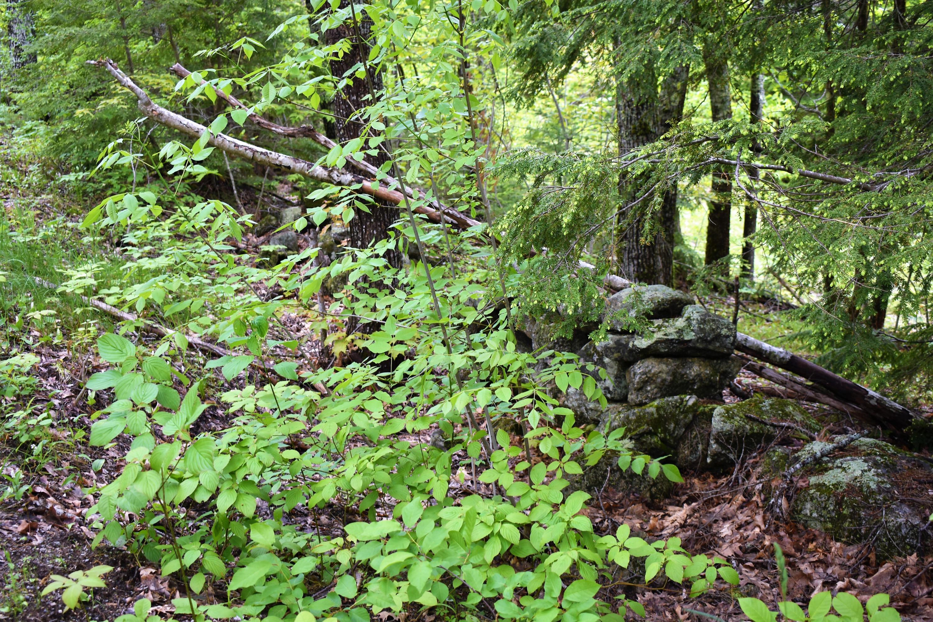 0 Golden Ridge Road Alna, ME 04535 - Photo 11 of 12 DSC_2276