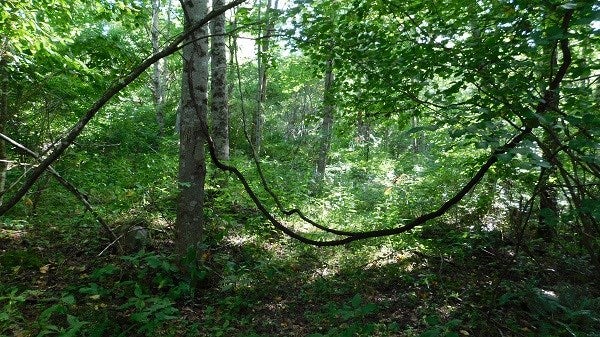 0 Nebo Mountain Road Ceres, VA 24318 - Photo 18 of 33 Gallery Image 18
